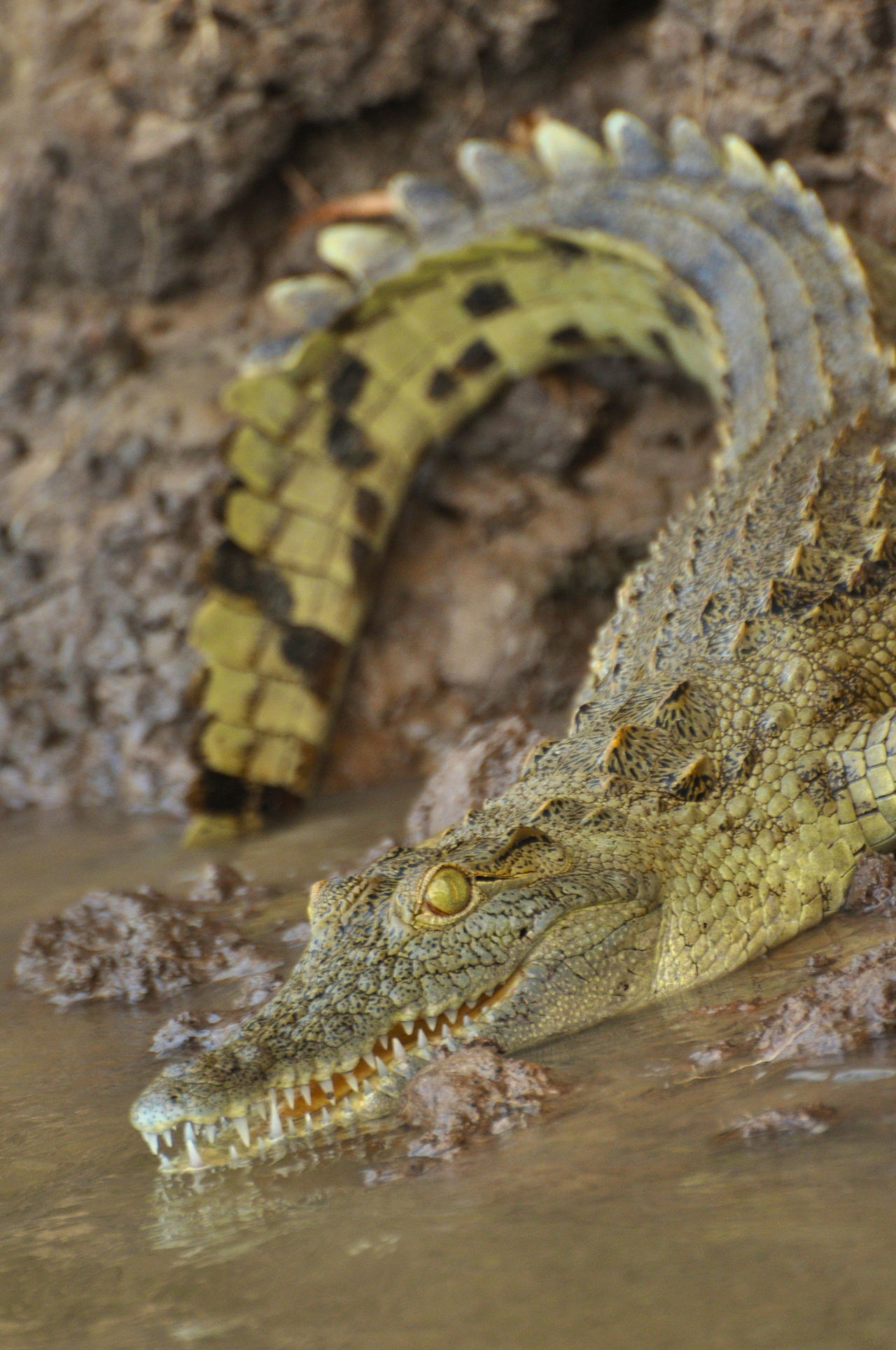 Ridiculously Intriguing Facts About Crocodiles