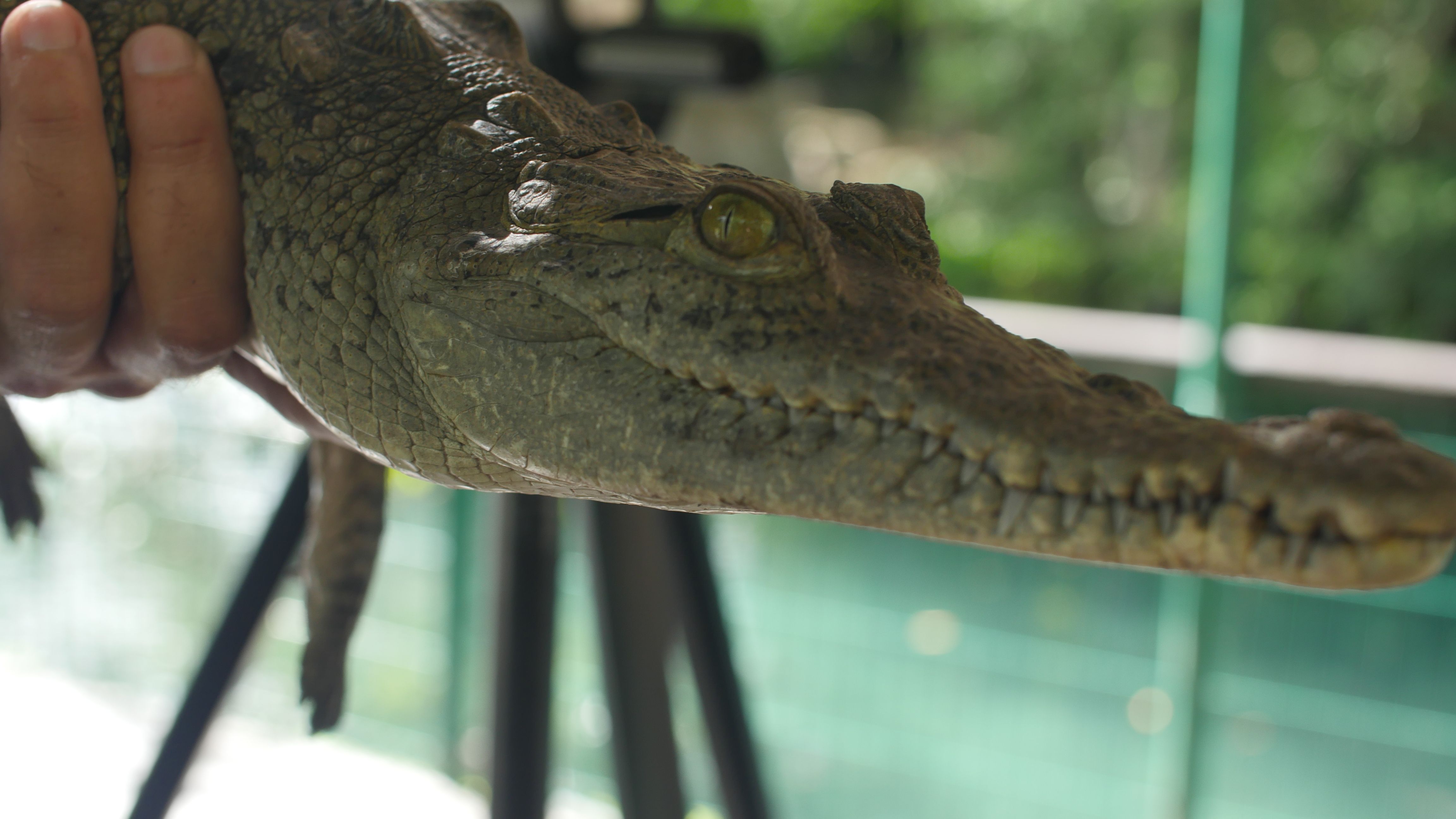 Crocodiles, a friendly inhabitant of San Blas - San Blas Riviera Nayarit