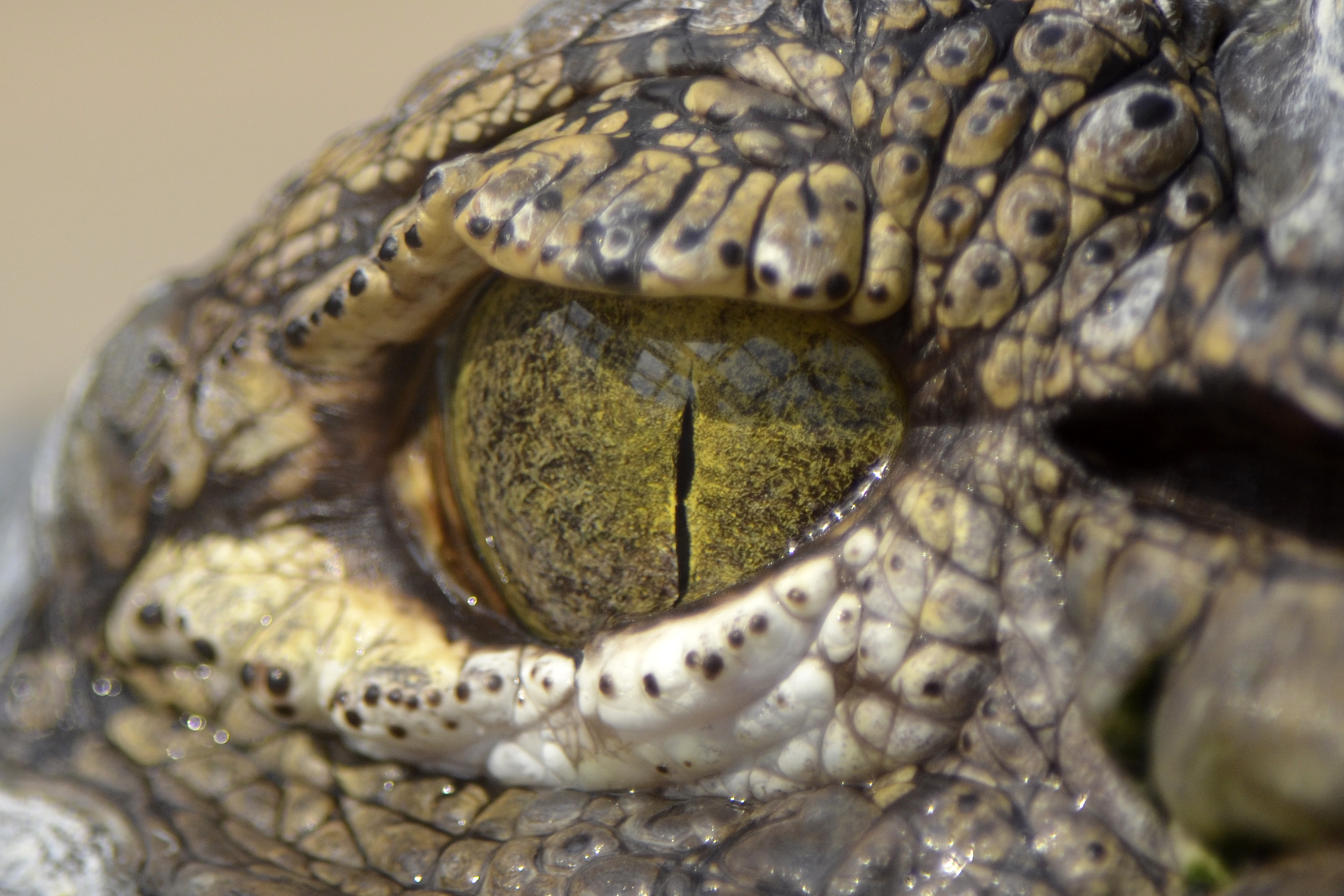 File:A crocodiles eye (7825799462).jpg - Wikimedia Commons
