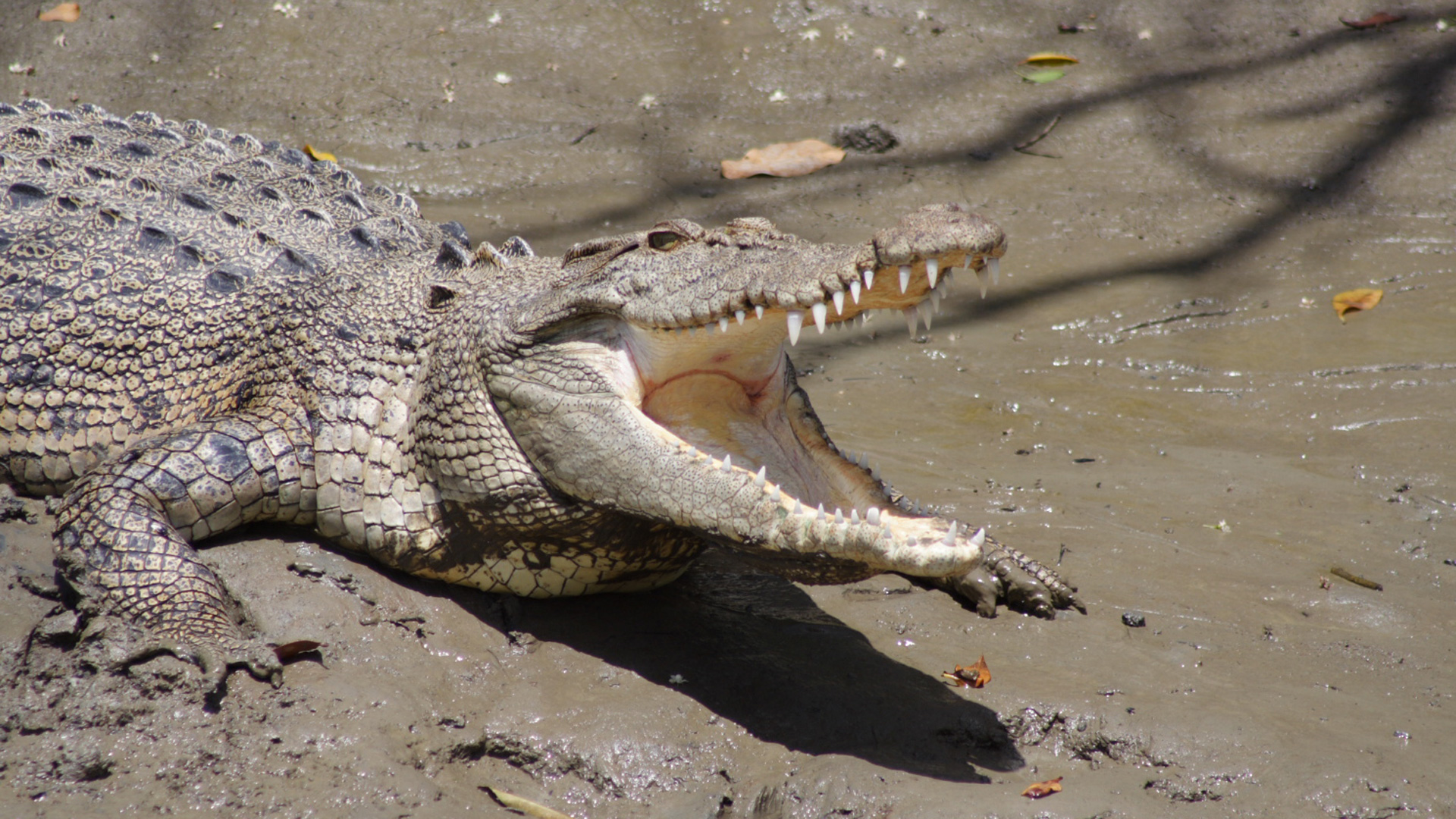 Whitsunday Crocodile Safari Day Cruise | Cruise Whitsundays