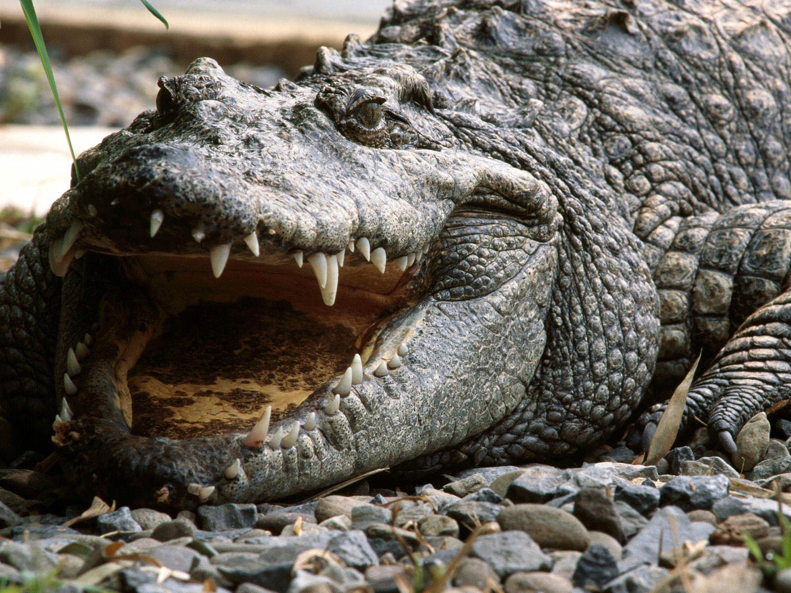 Crocodile Wallpaper - Animals Town