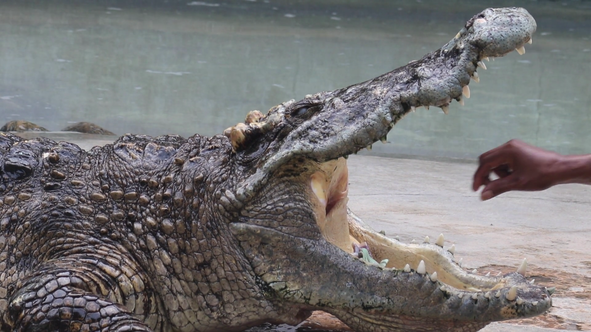 man sticking his hand into the mouth of a crocodile and takes the ...
