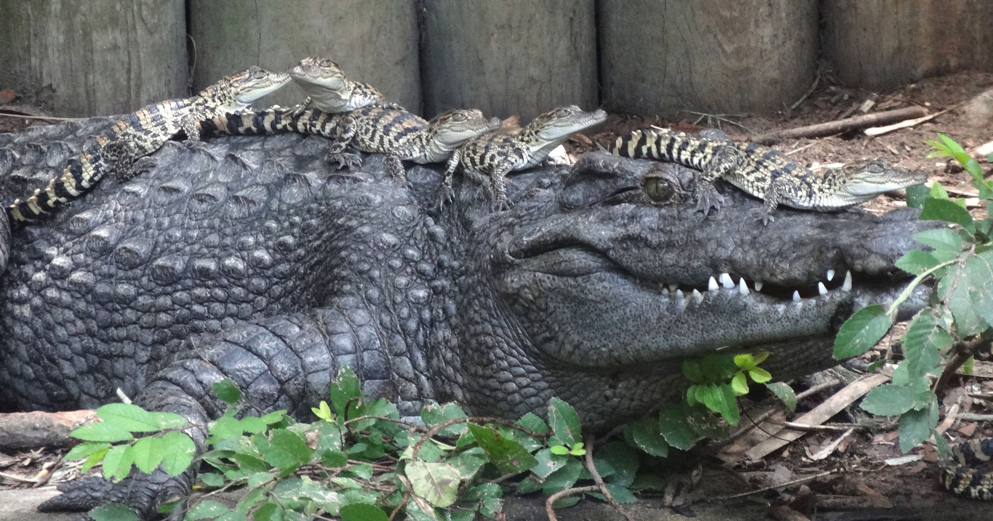 Detroit Zoo hatches 10 baby crocodiles