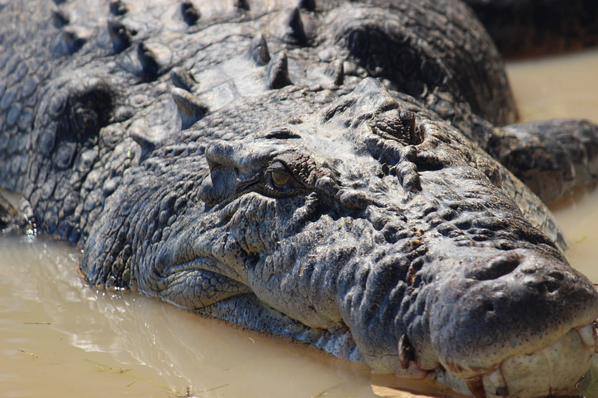 The Saltwater Crocodile - Wildlands Safari