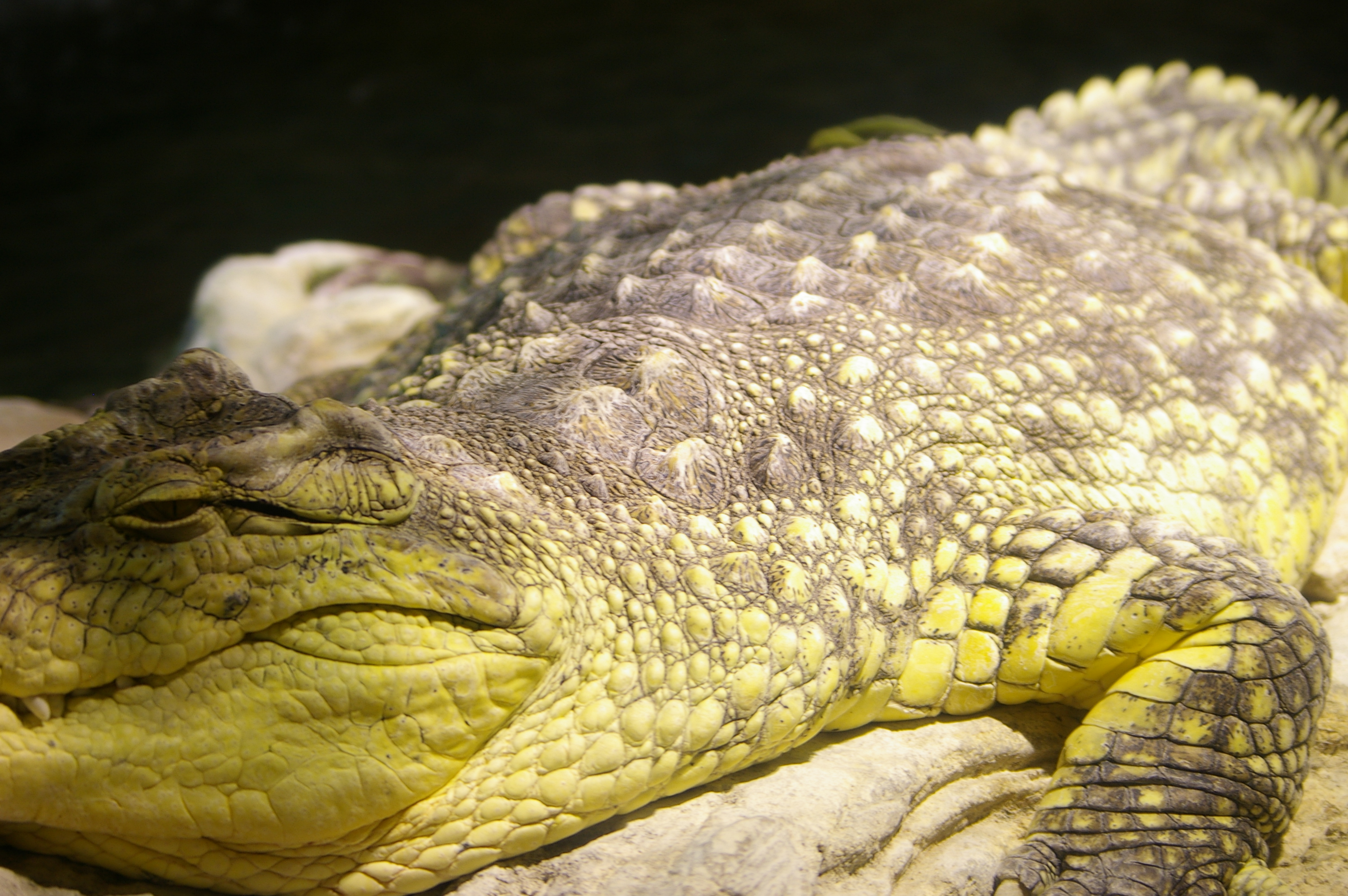 Crocodile, Aligator, Wild, Tropical, Tooth, HQ Photo