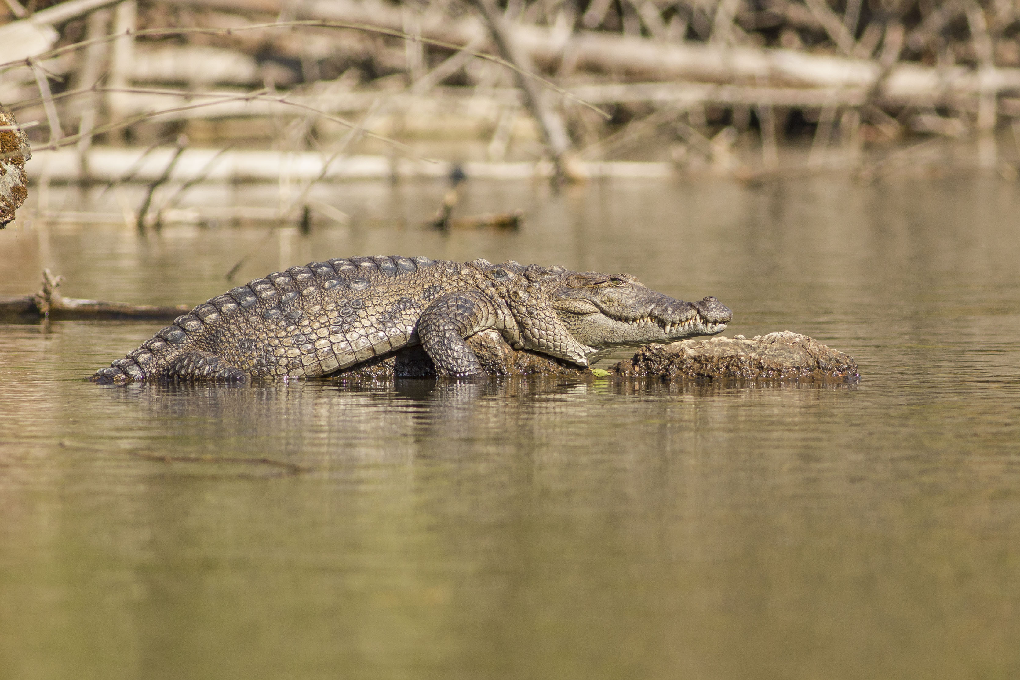 Mugger Crocodile | Rahul Alvares