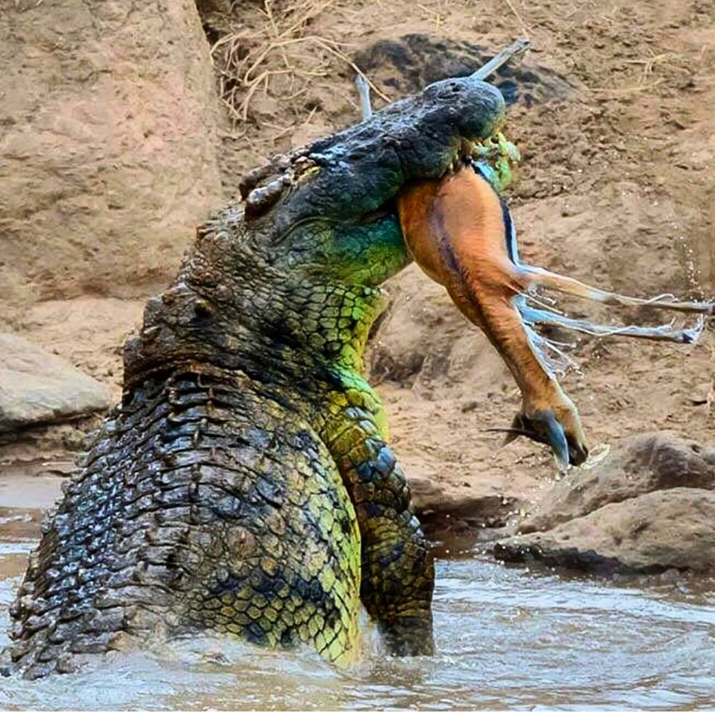 The strength of a crocodile 