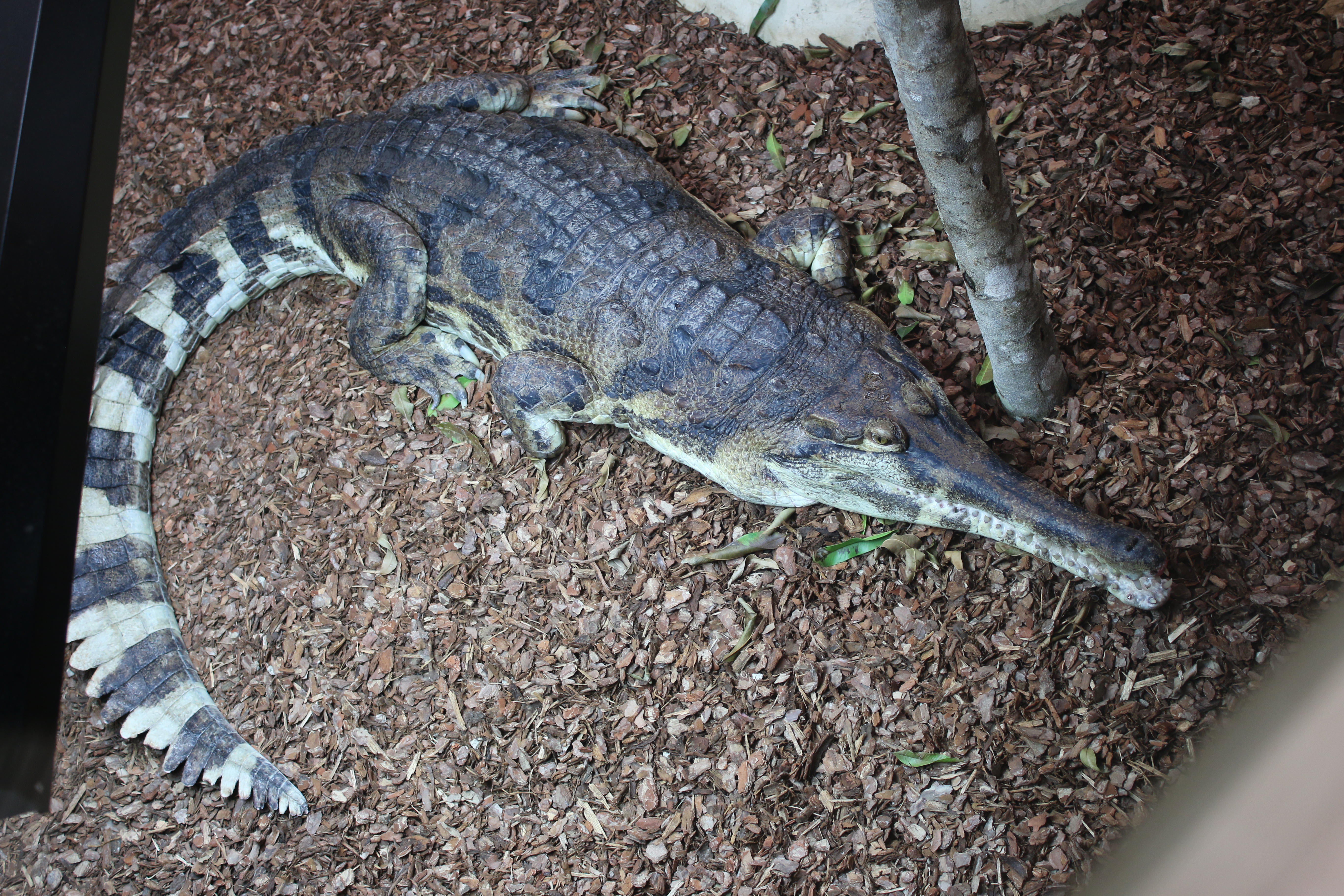 Tomistoma | Crocodiles Of The World