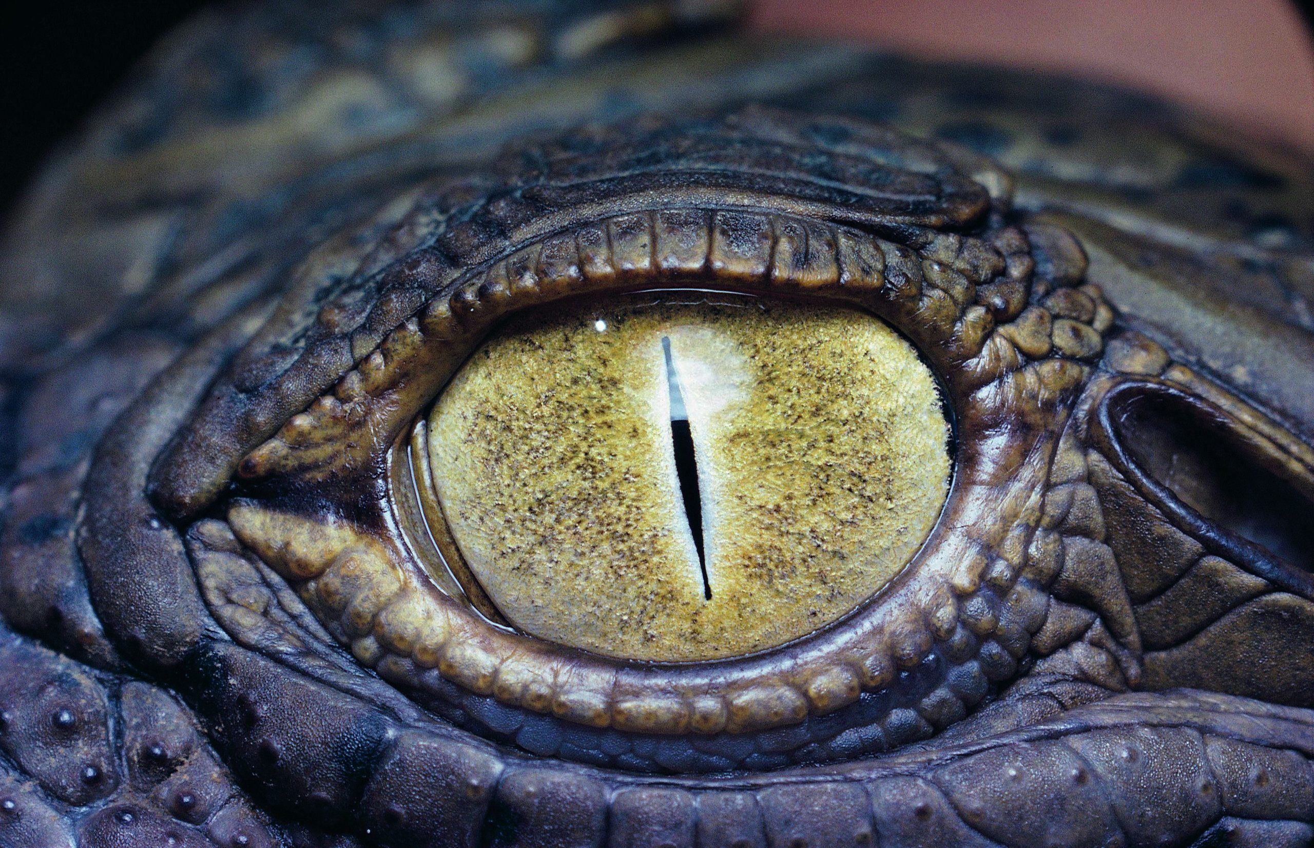Crocodile Eye Animal HD Wallpaper | eyes | Pinterest | Crocodile ...