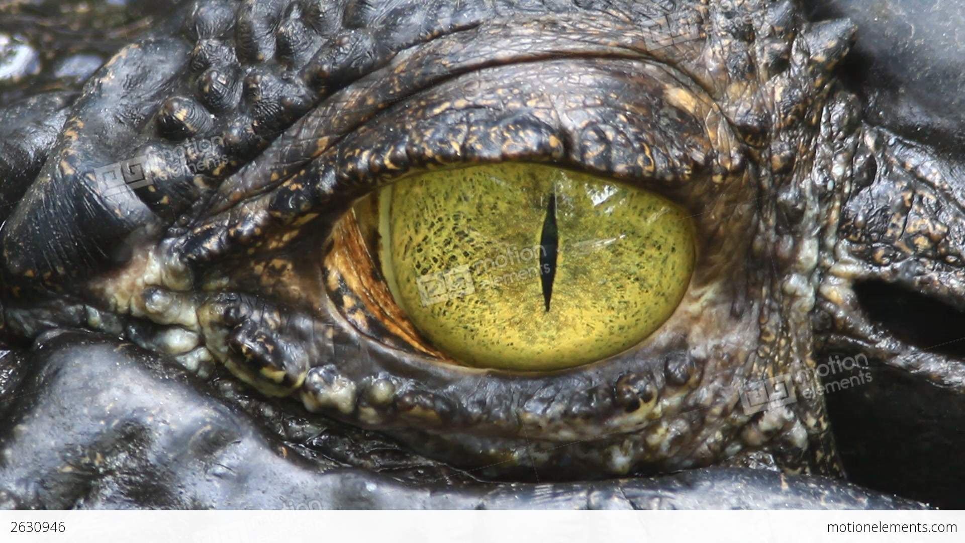 Siamese Crocodile Eye Stock video footage | 2630946