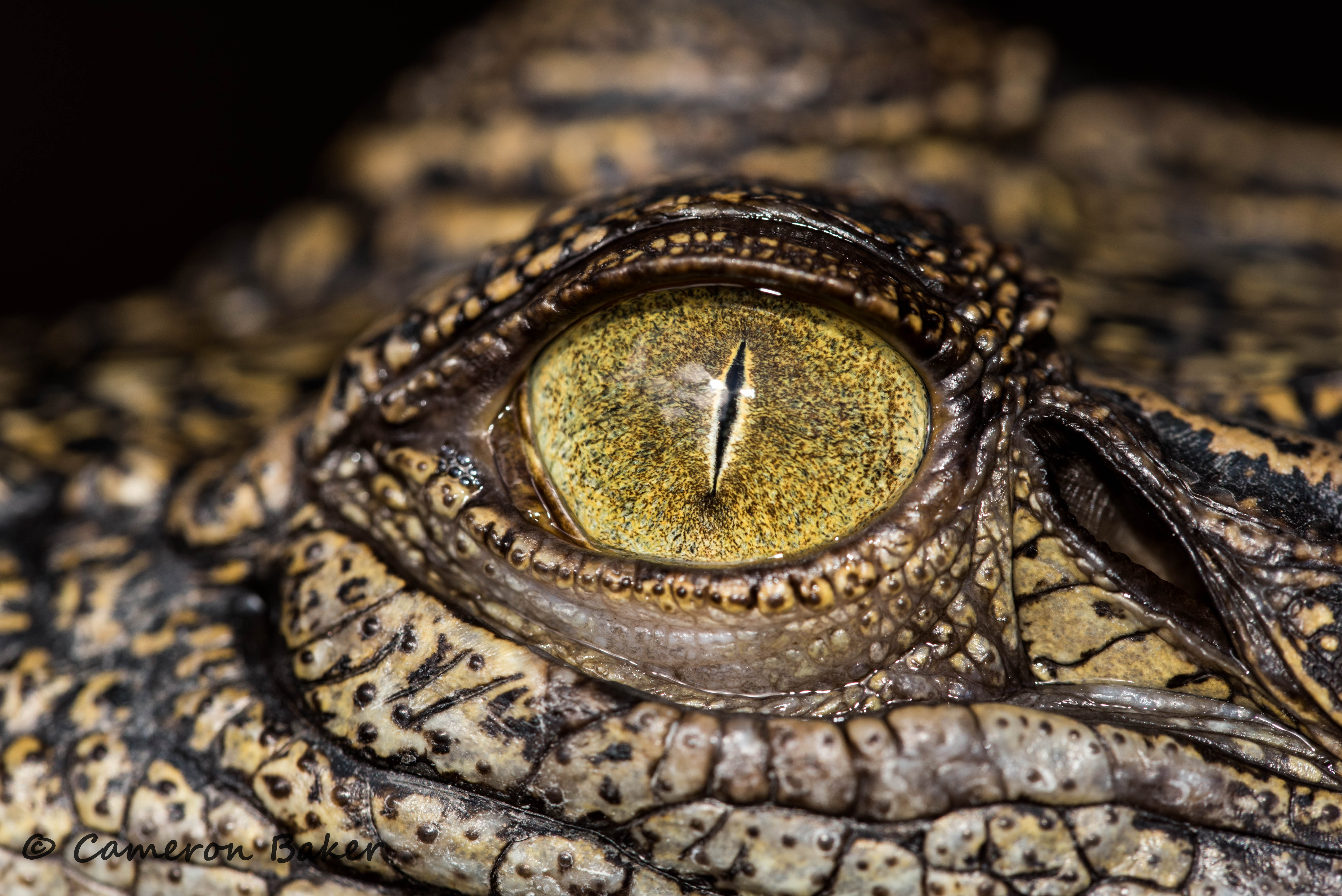 Eye spy a crocodile eye - Imgur