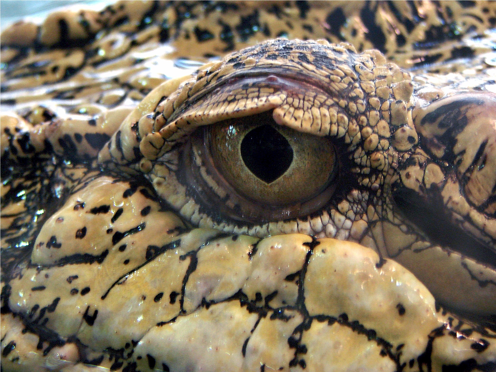 Crocodile Eye, Animal, Close, Closeup, Croc, HQ Photo