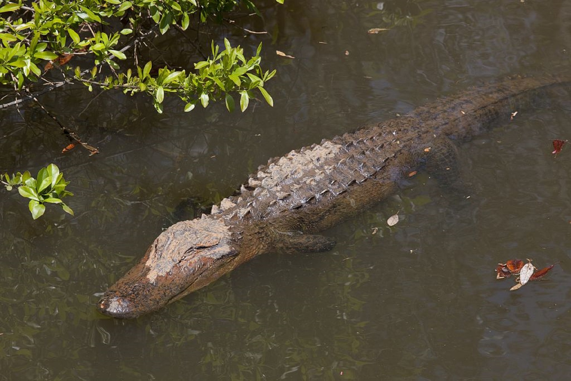 Crocodile in the river photo