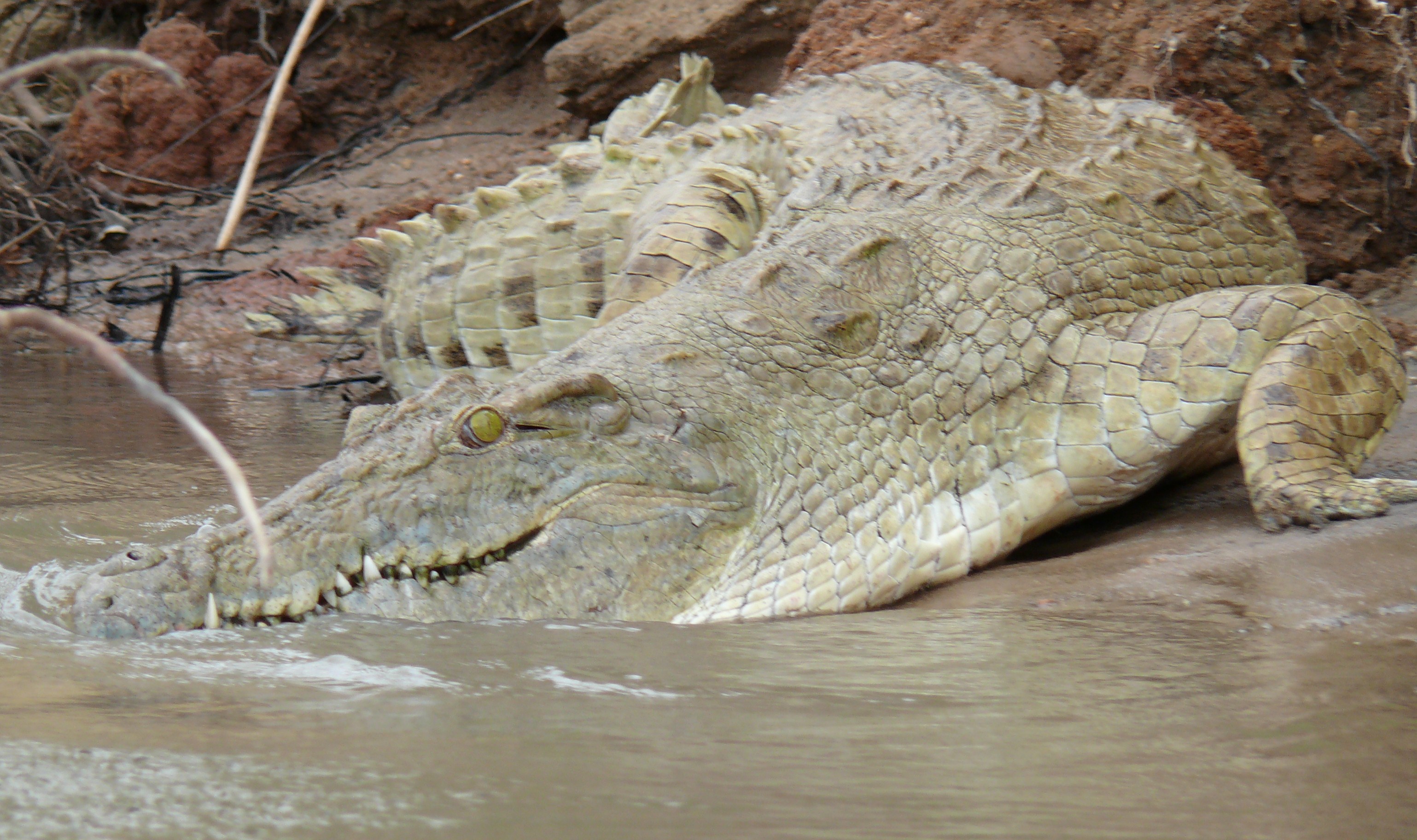 Crocodile in the wild, Animal, Carnivore, Crocodile, Gator, HQ Photo