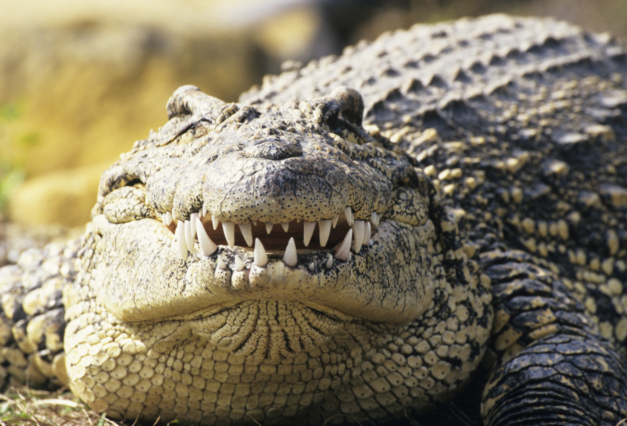 Do crocodiles really shed tears? | What can I learn today?