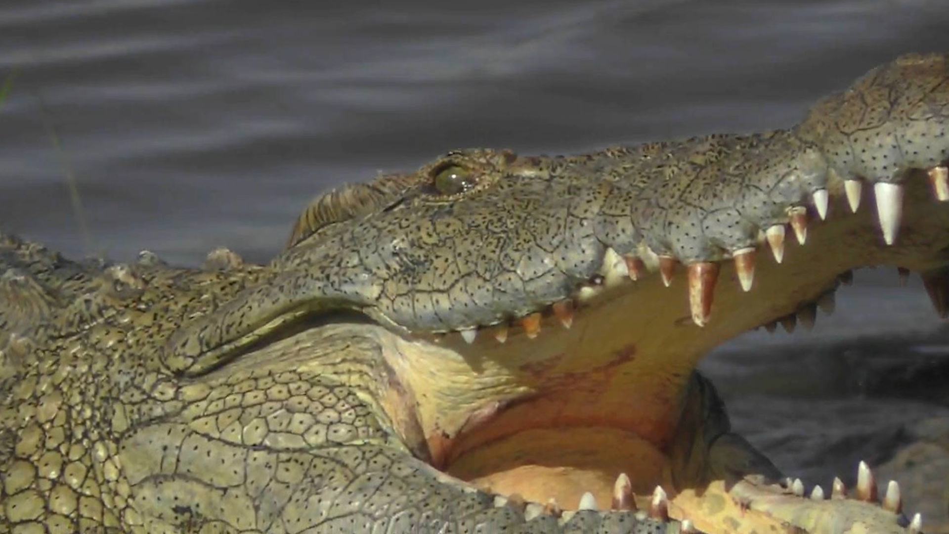 Crocodiles Have the World's Strongest Bite—See It In Action
