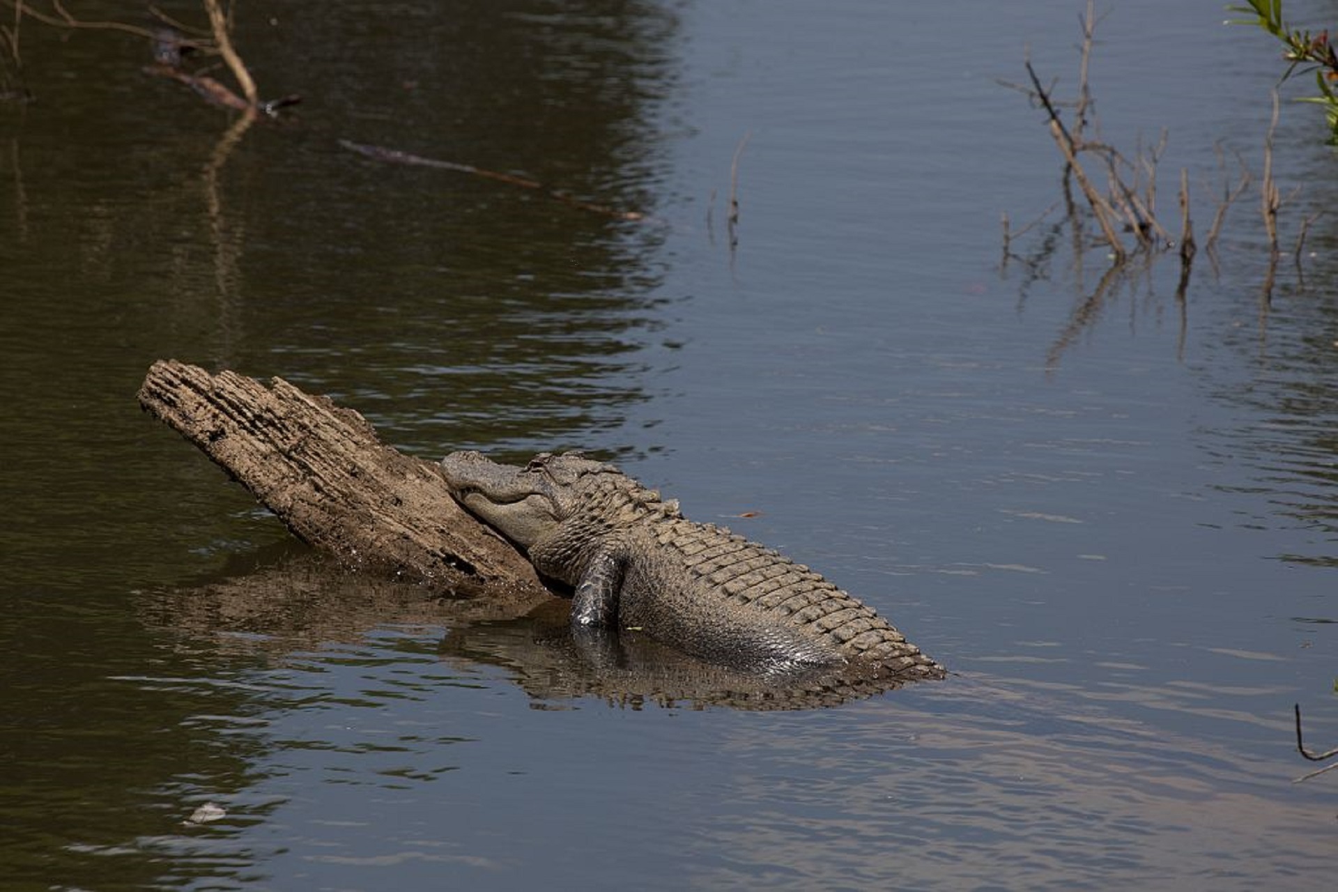 Crocodile lying on the tree photo