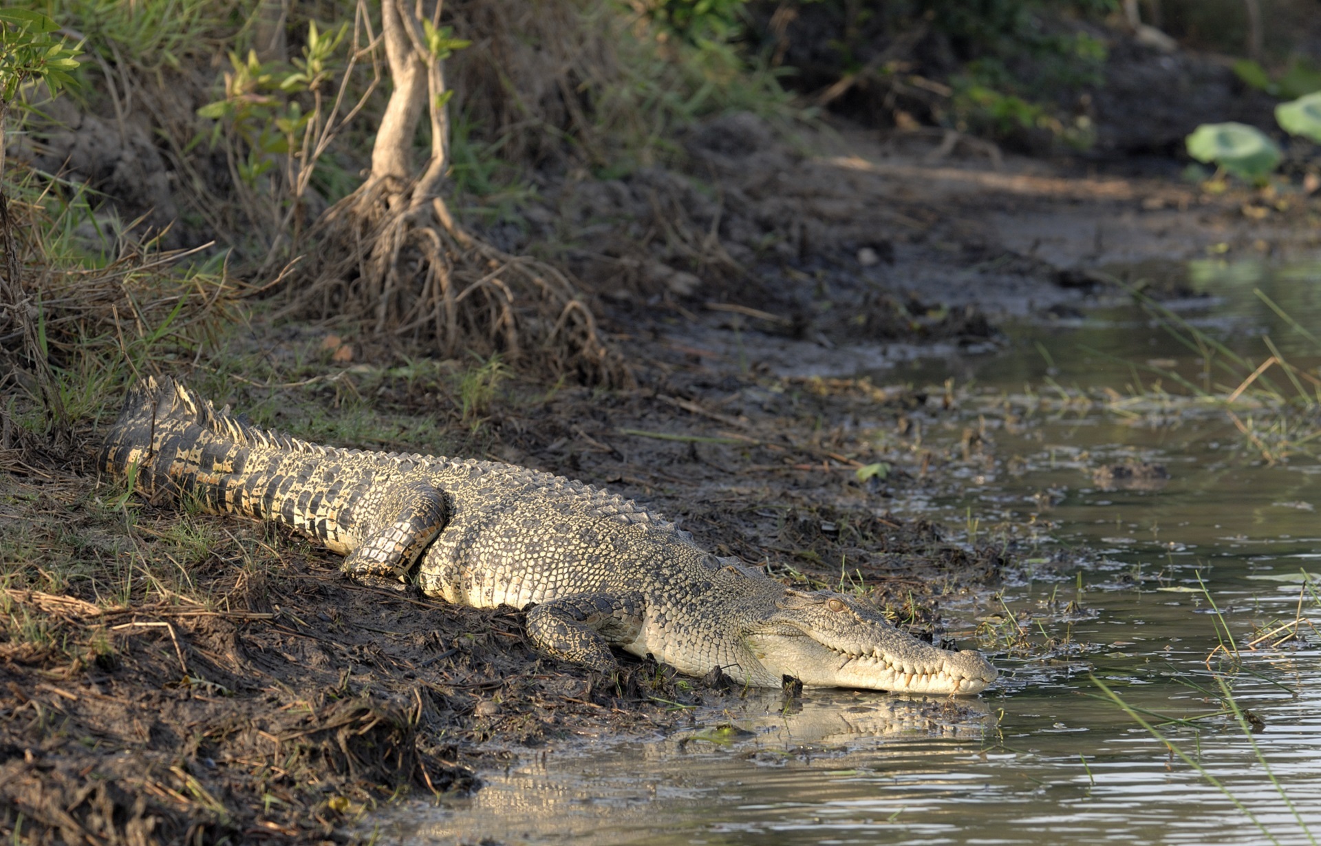 Crocodile on the bank photo