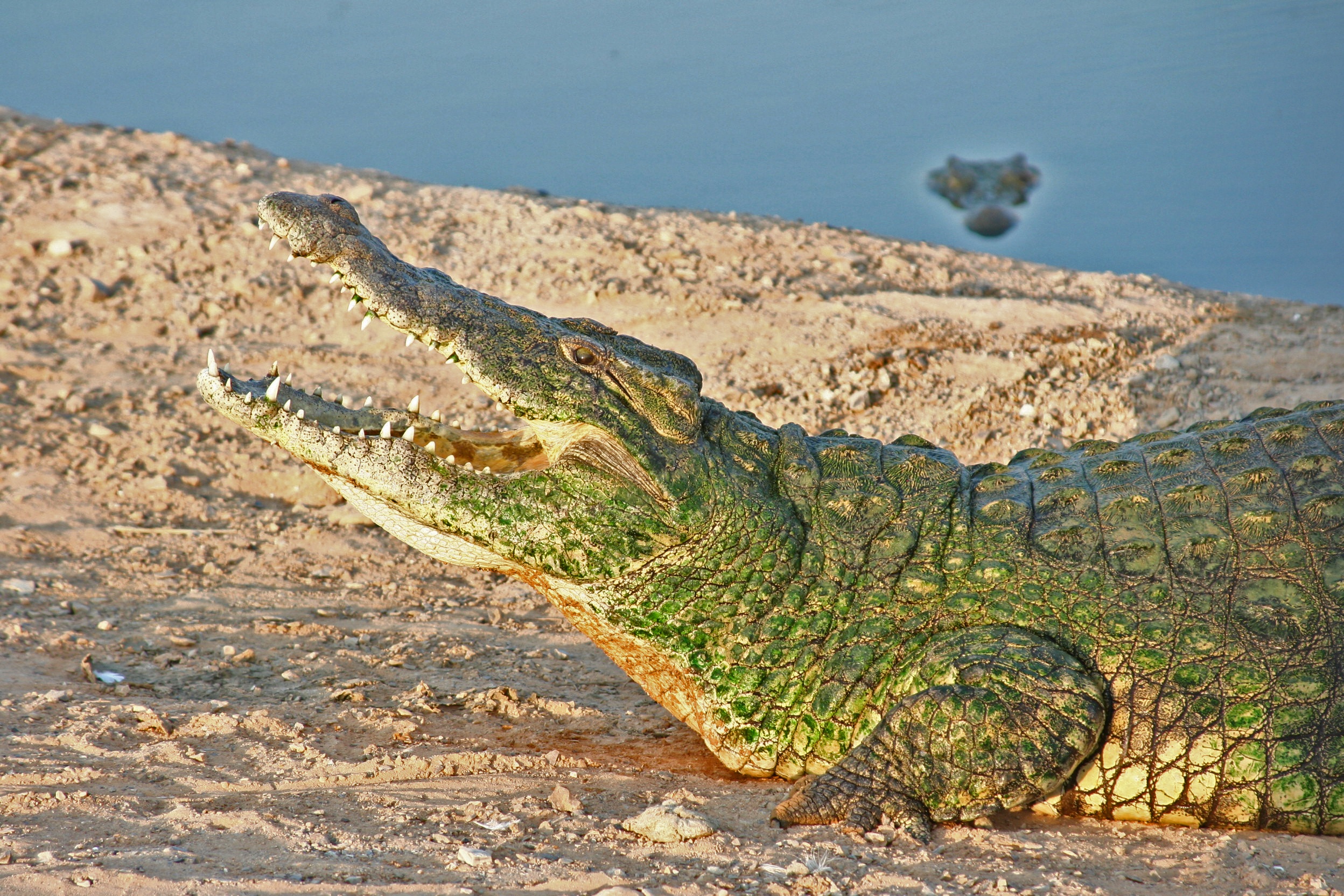 Crocodile on the Bank, Animal, Bank, Croc, Crocodile, HQ Photo