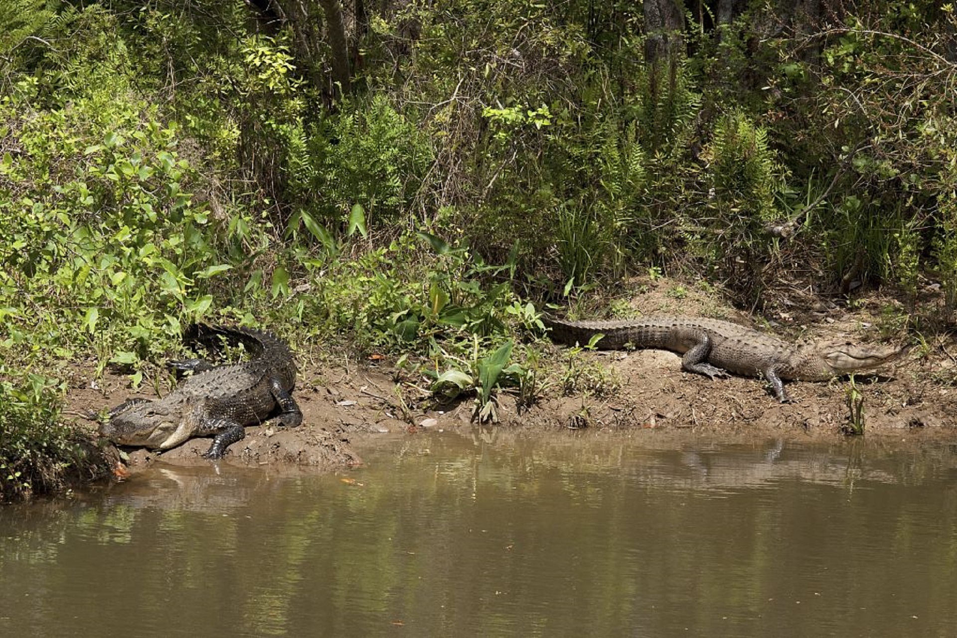 Crocodile on the shore photo
