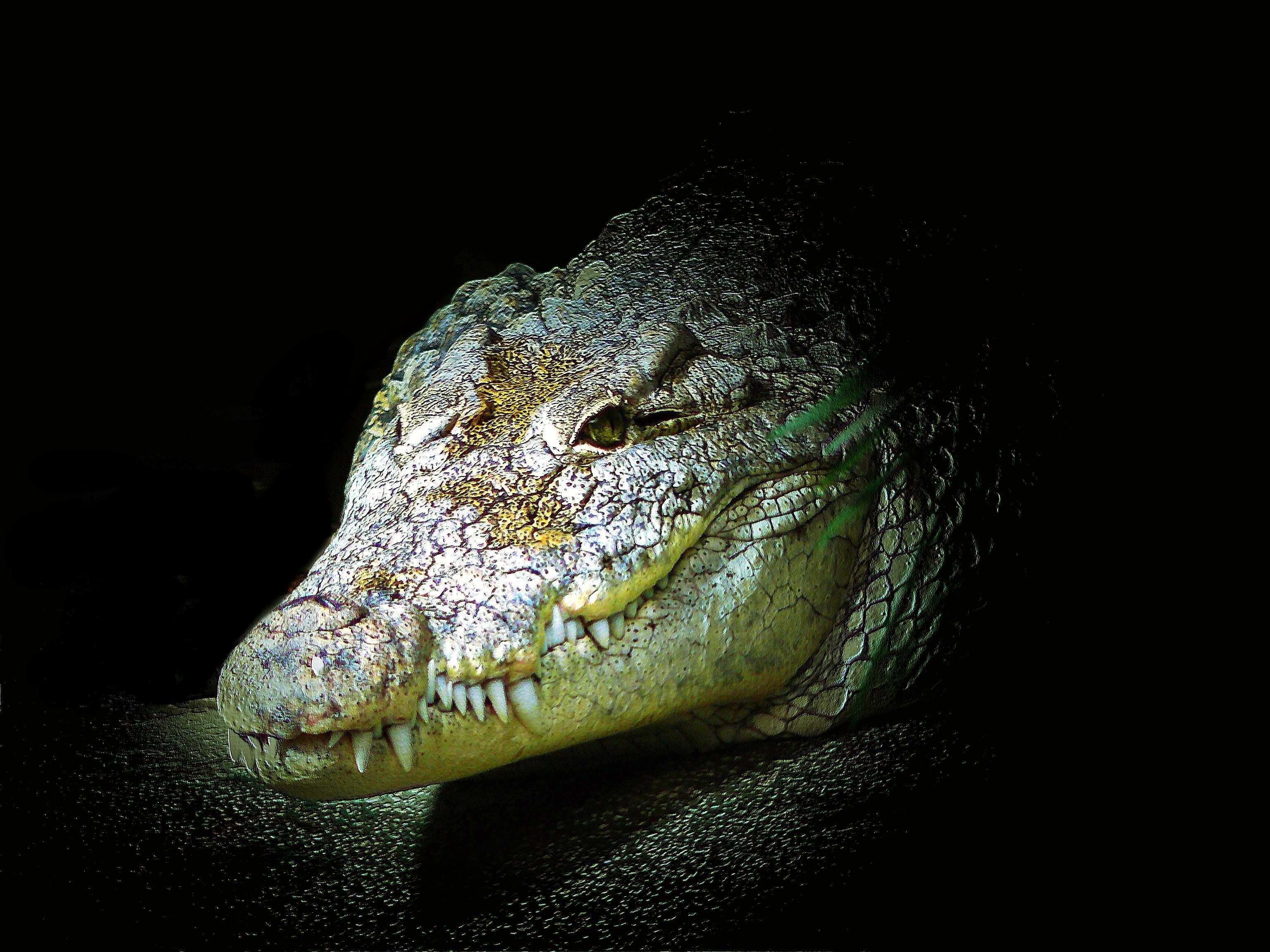 Crocodile, Alligator, Animal, Dangerous, Green, HQ Photo