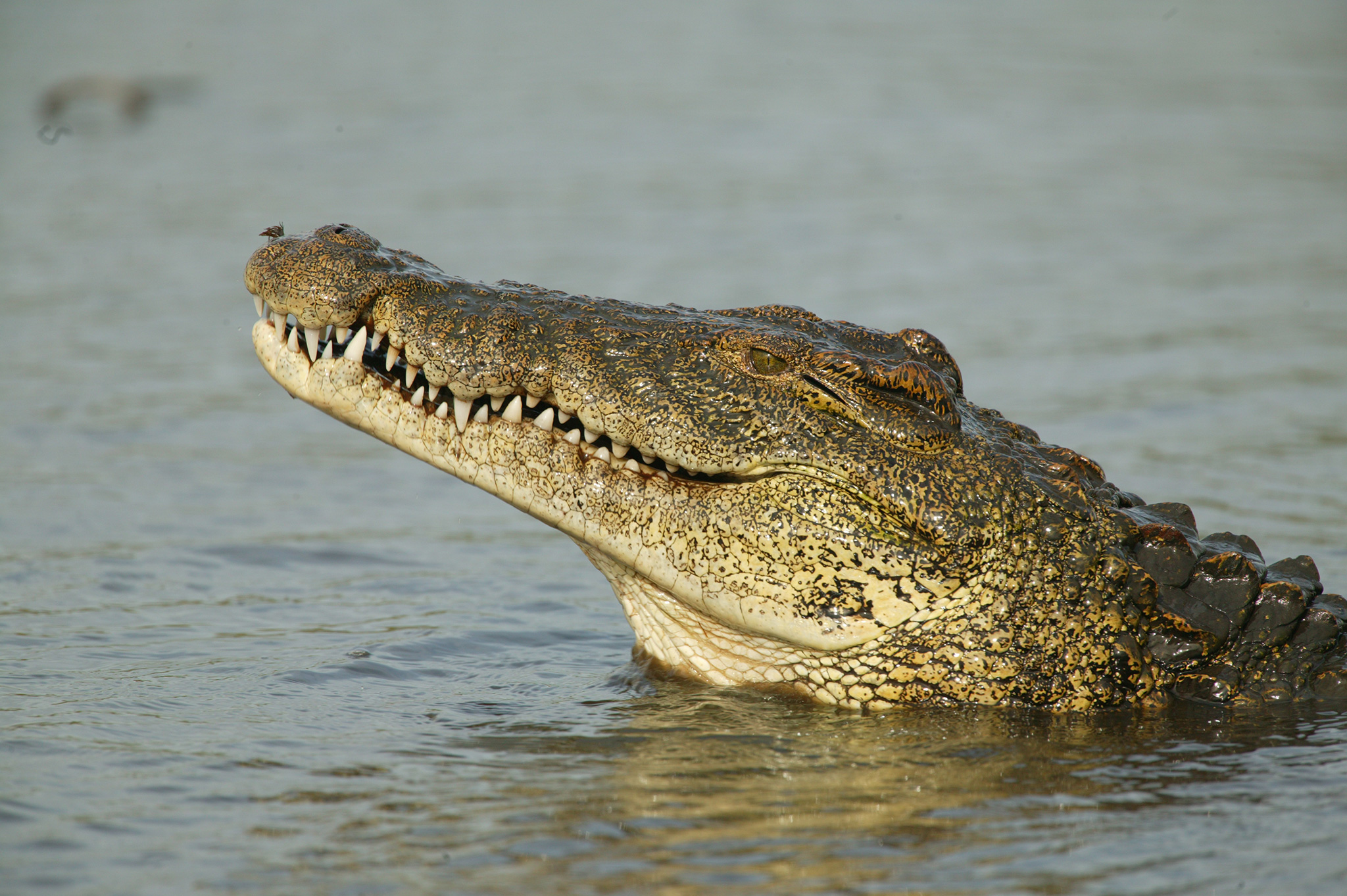 How Nile Crocodiles Are Bigger and Badder Than Alligators