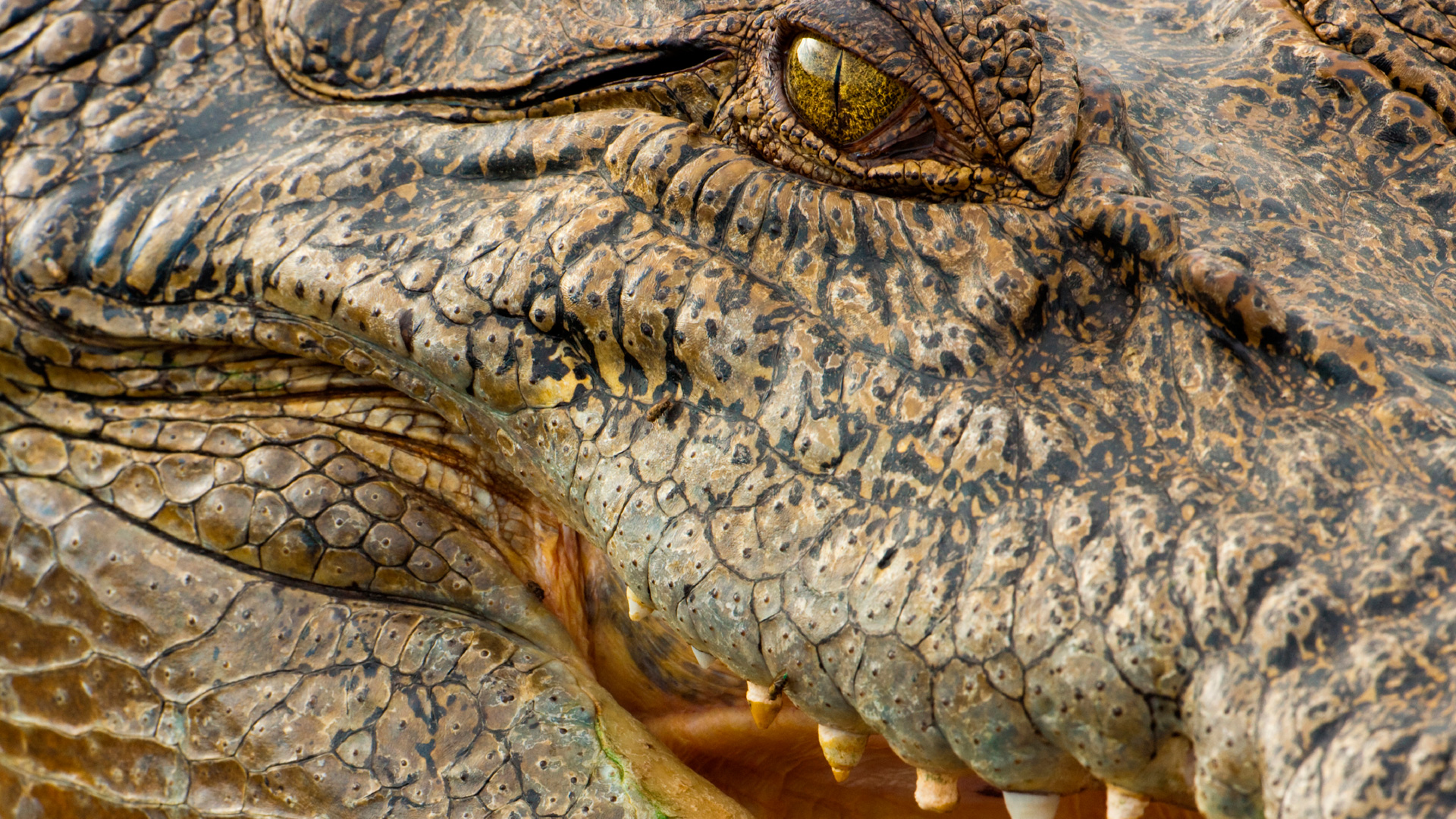 NOVA - Official Website | Deadly Crocodiles Down Under