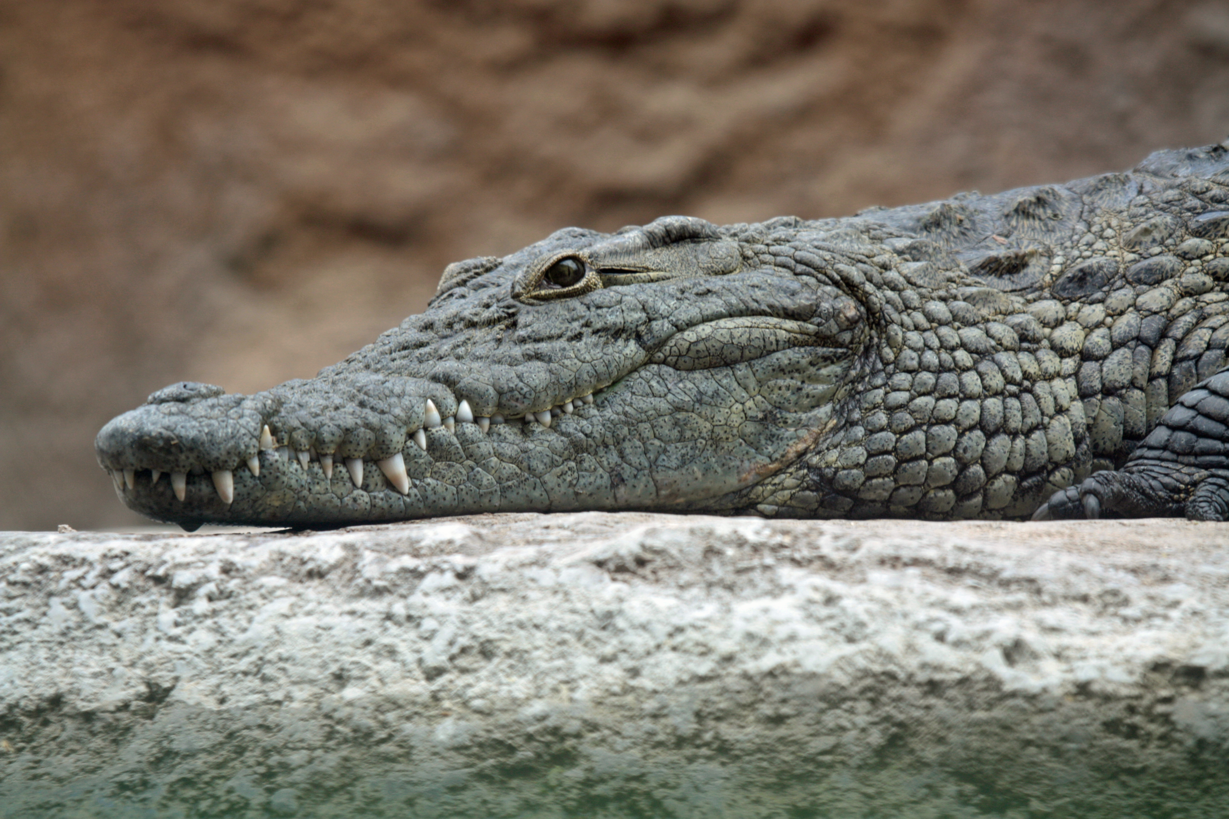 Crocodile - Wikiwand