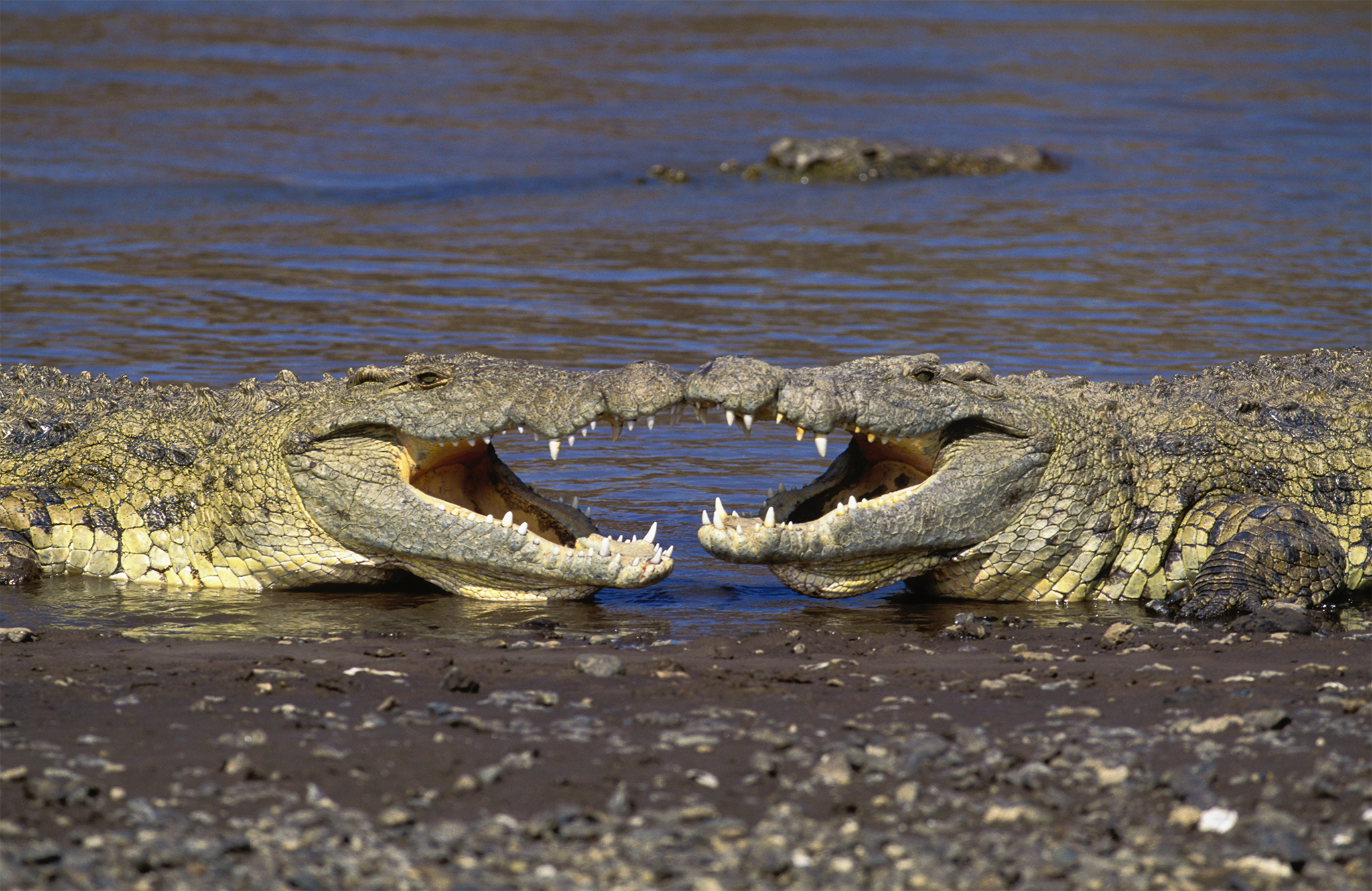 Анаконда: Нильский крокодил