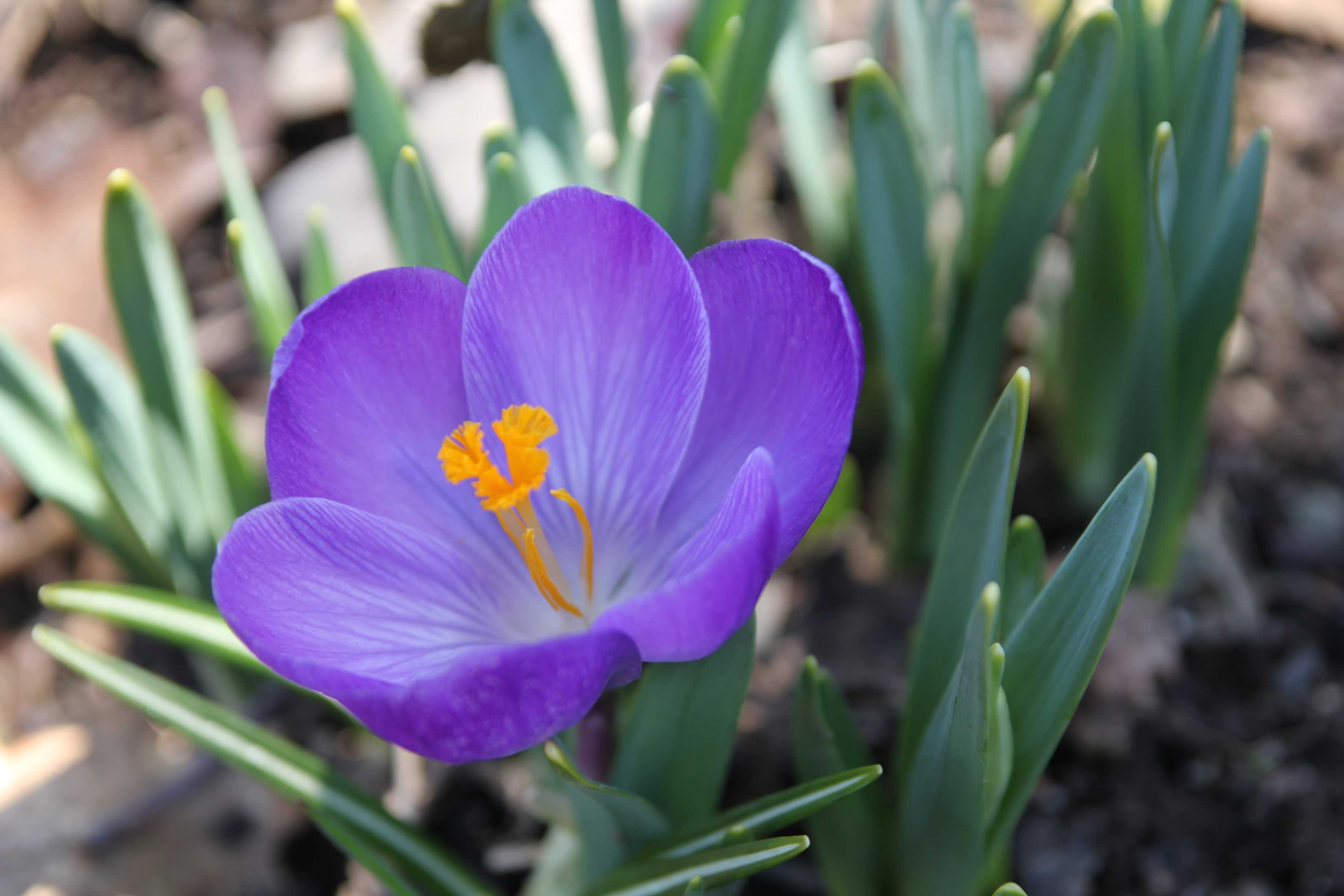 All About Crocus