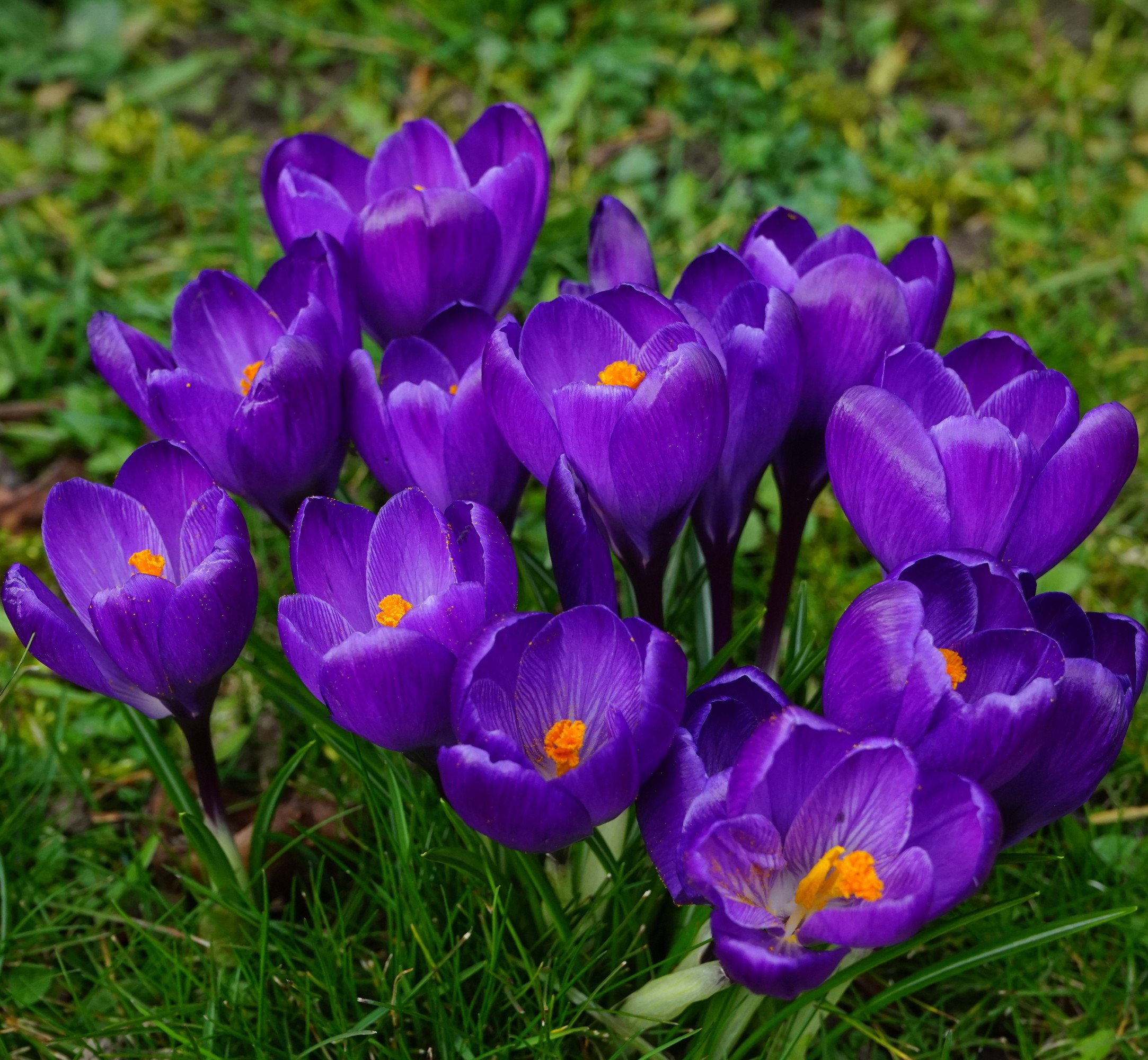 Crocus Remembrance - Bulk Crocus Flower Bulbs | DutchGrown