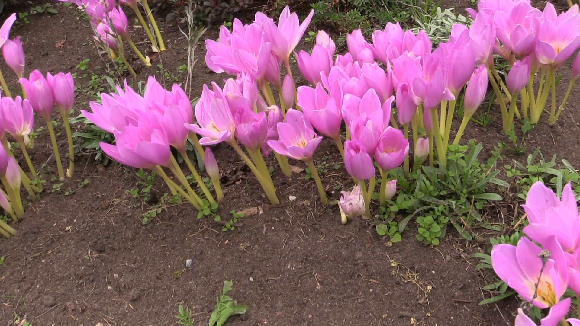 Pink crocus saffron flowers grow in botanical garden in autumn ...