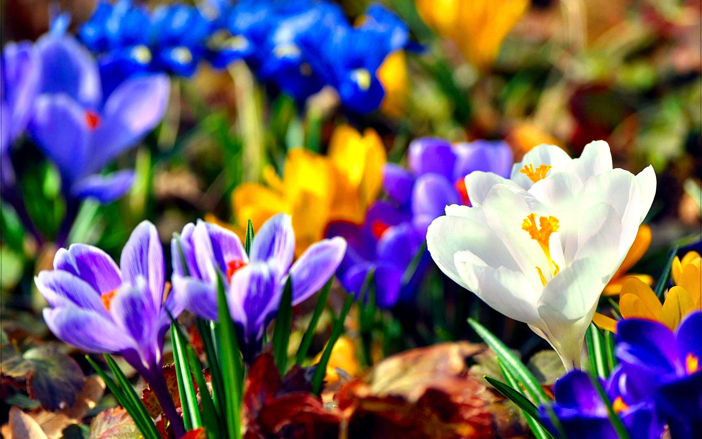 141 Crocus HD Wallpapers | Background Images - Wallpaper Abyss