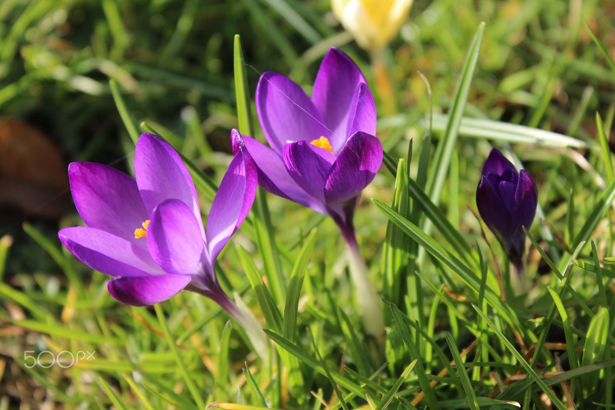 Blurred spring - Purple crocuses. One yellow crocus in the ...