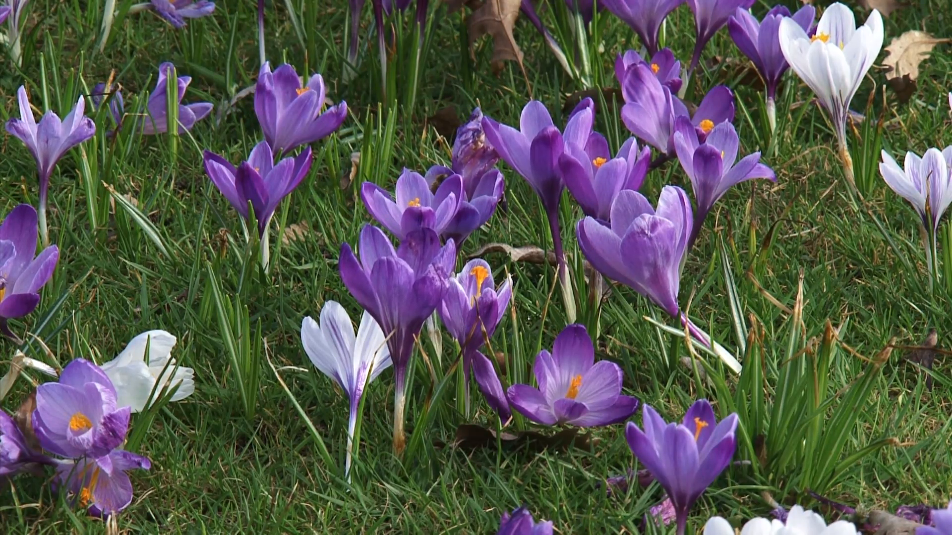 Crocus field + insects - full screen Stock Video Footage - VideoBlocks