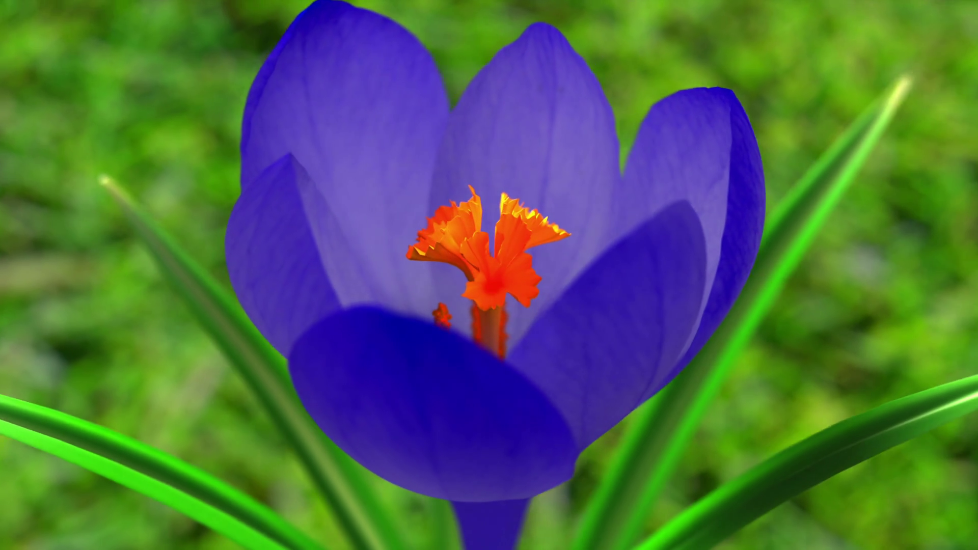 Blue Crocus Flower Blooming. 3D Animation. Motion Background ...