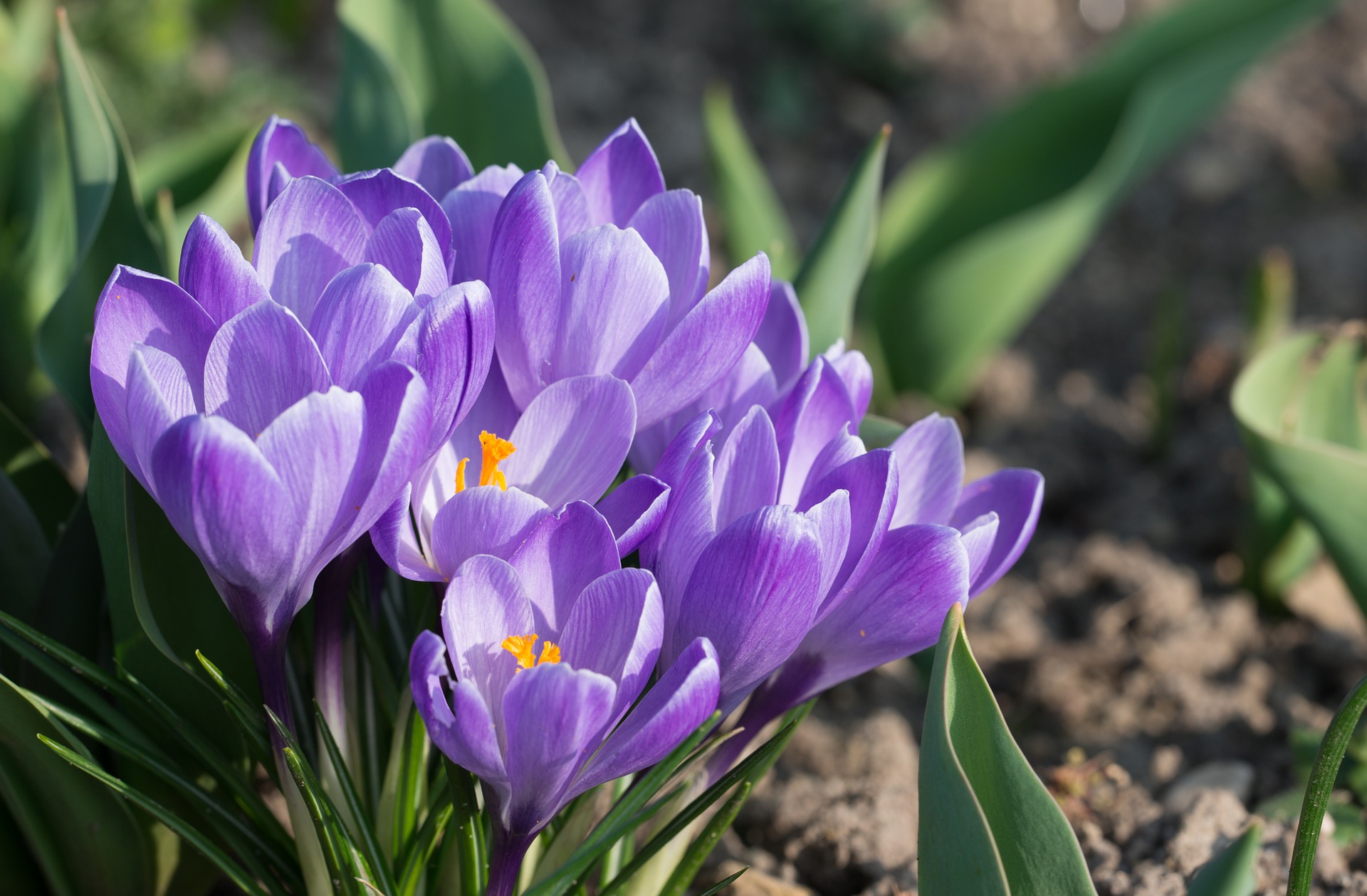 Crocuses: How to Plant, Grow, and Care for Crocus Flowers | The Old ...