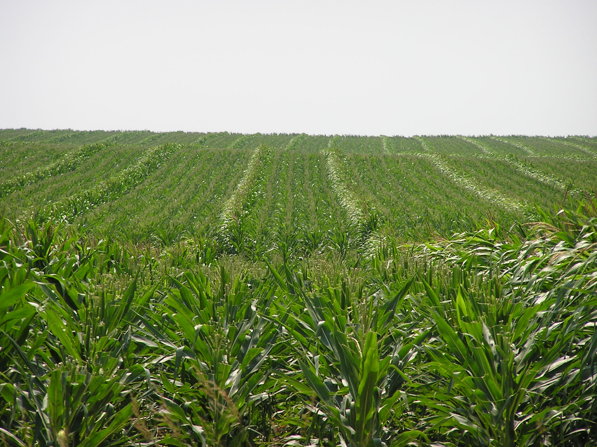 ICIA - Iowa Crop Improvement Association