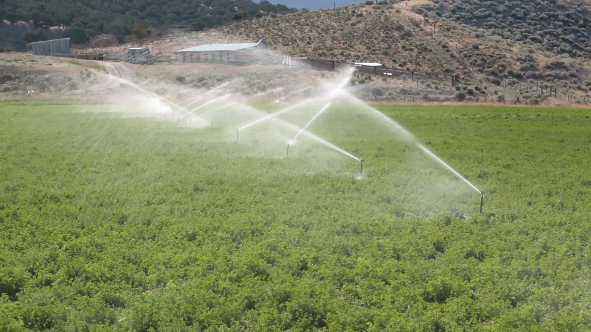 Farm crop sprinkler irrigation fast timelapse. Farm irrigation ...