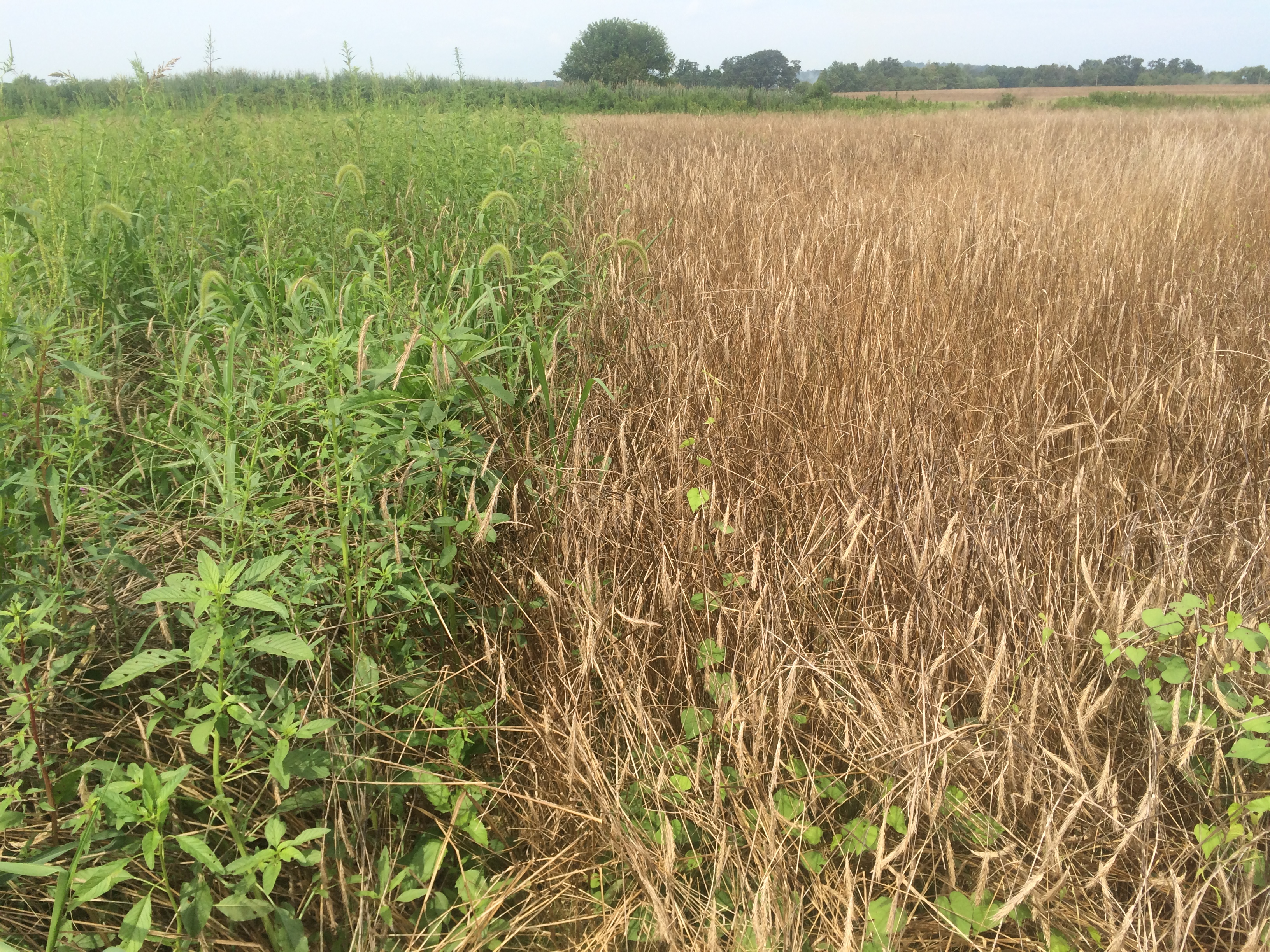 Cover crops battle resistant weeds | Corn and Soybean Digest