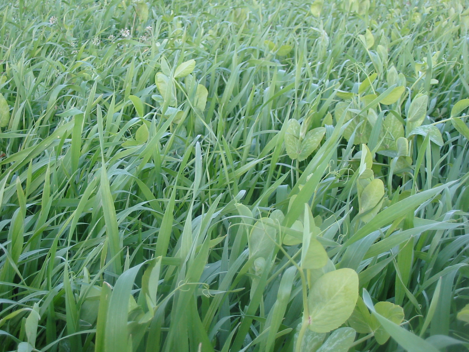 Spring Cover Crops: What should I plant for an extra shot of summer ...