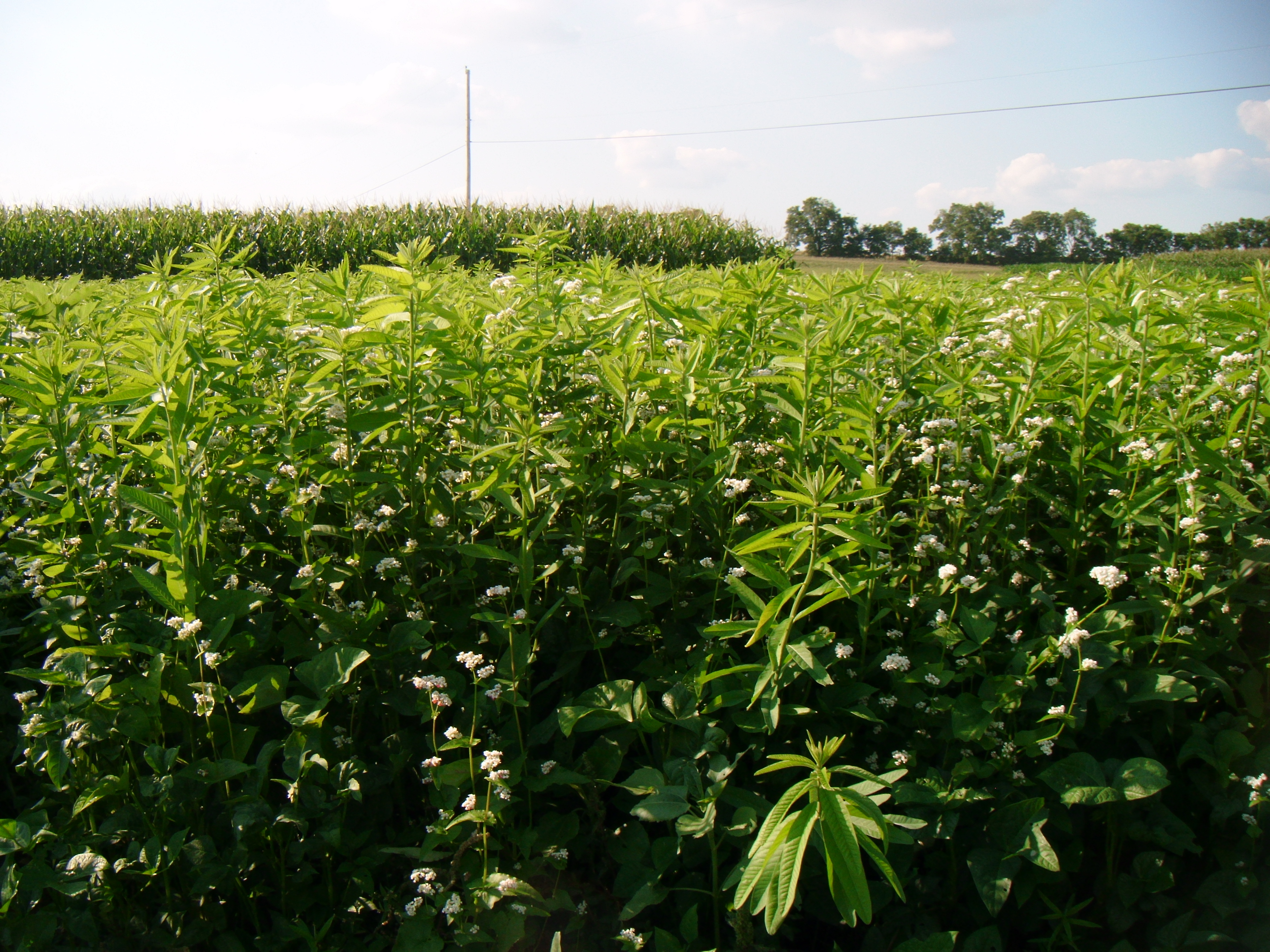 Cover Crops - For More than Winter - King's AgriSeeds