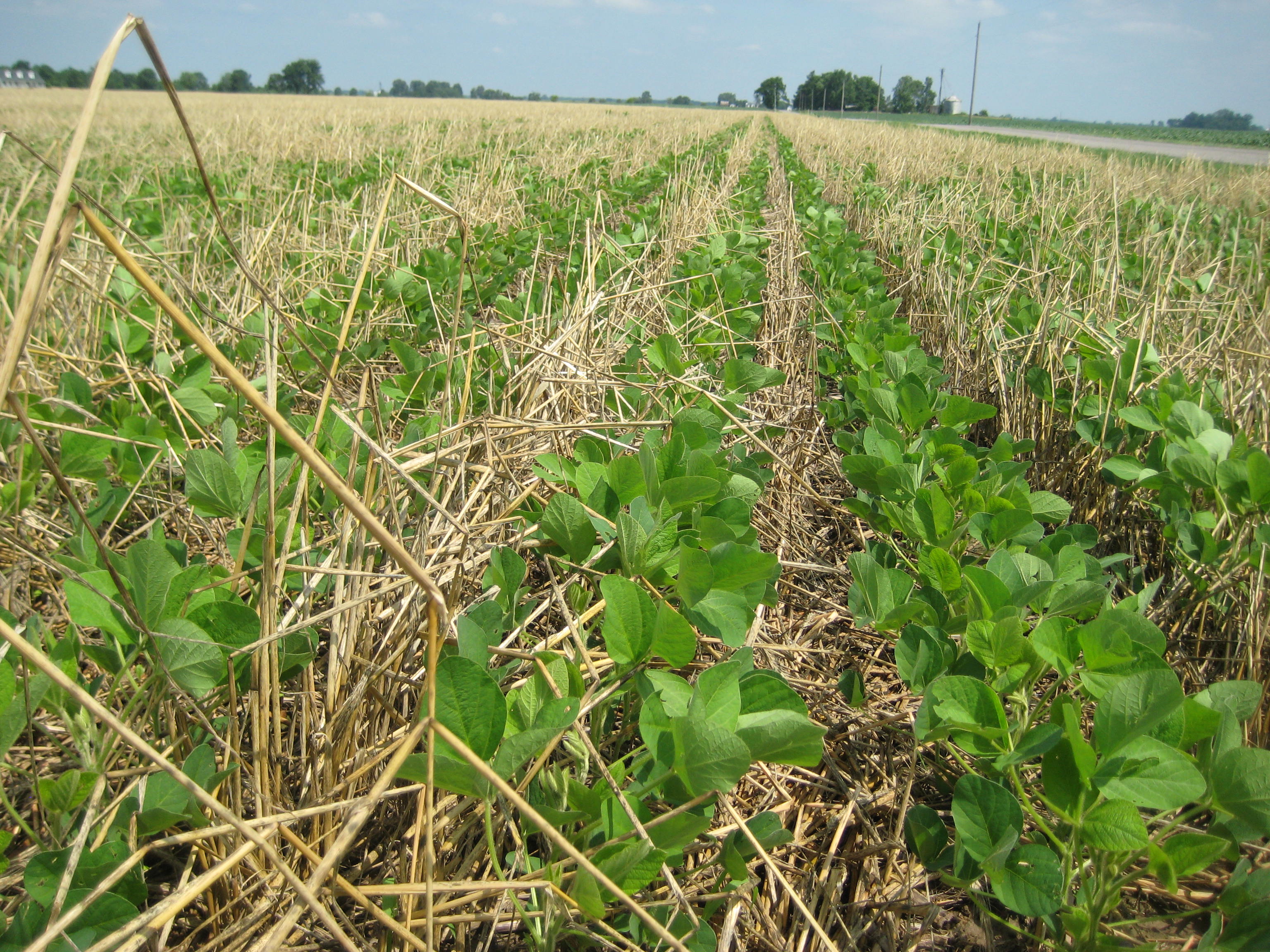 Oklahoma Farm Report - Cover Crops Work - American Seed Trade Vice ...
