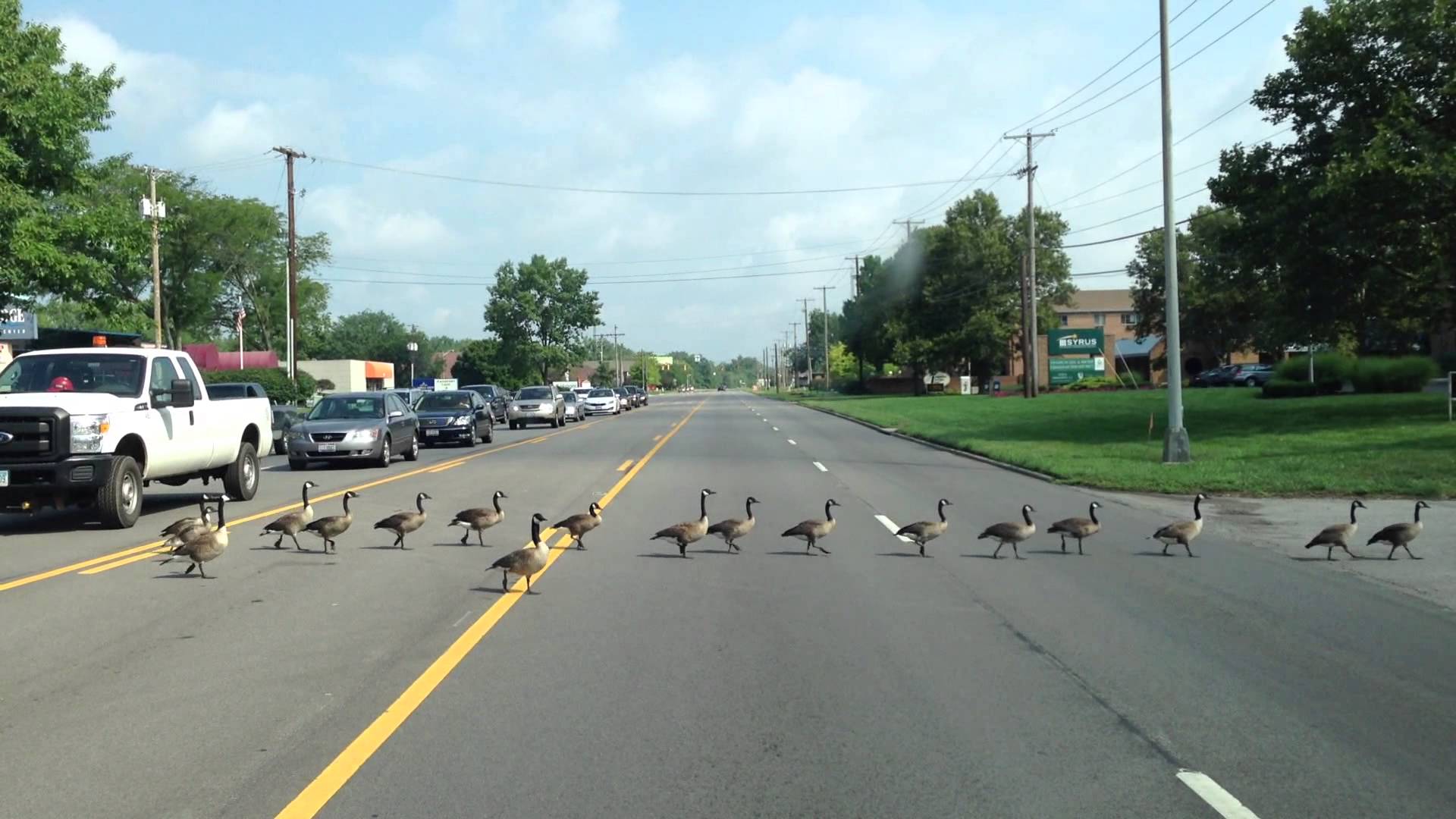072313 Geese crossing the road - YouTube
