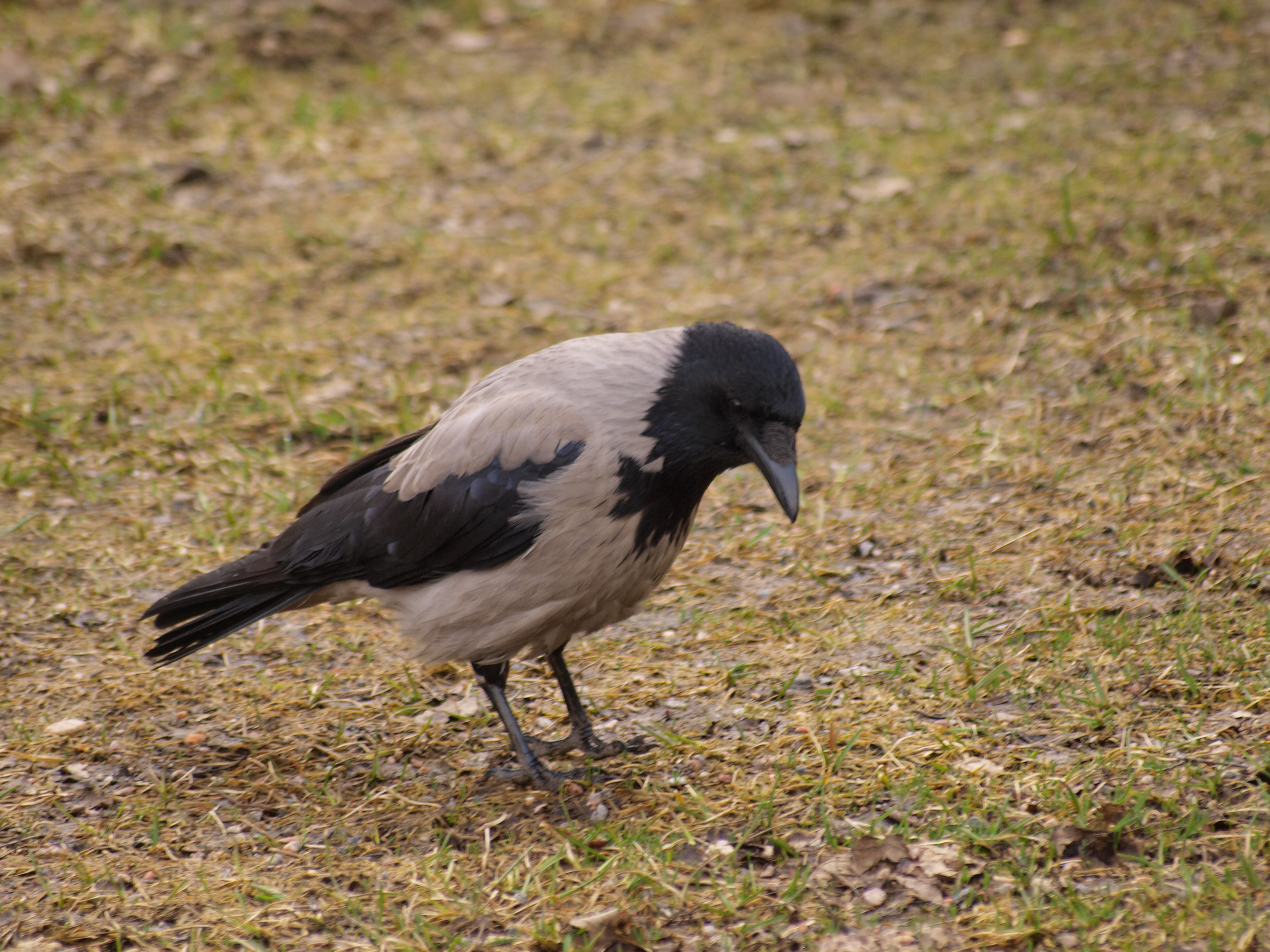 Crow photo