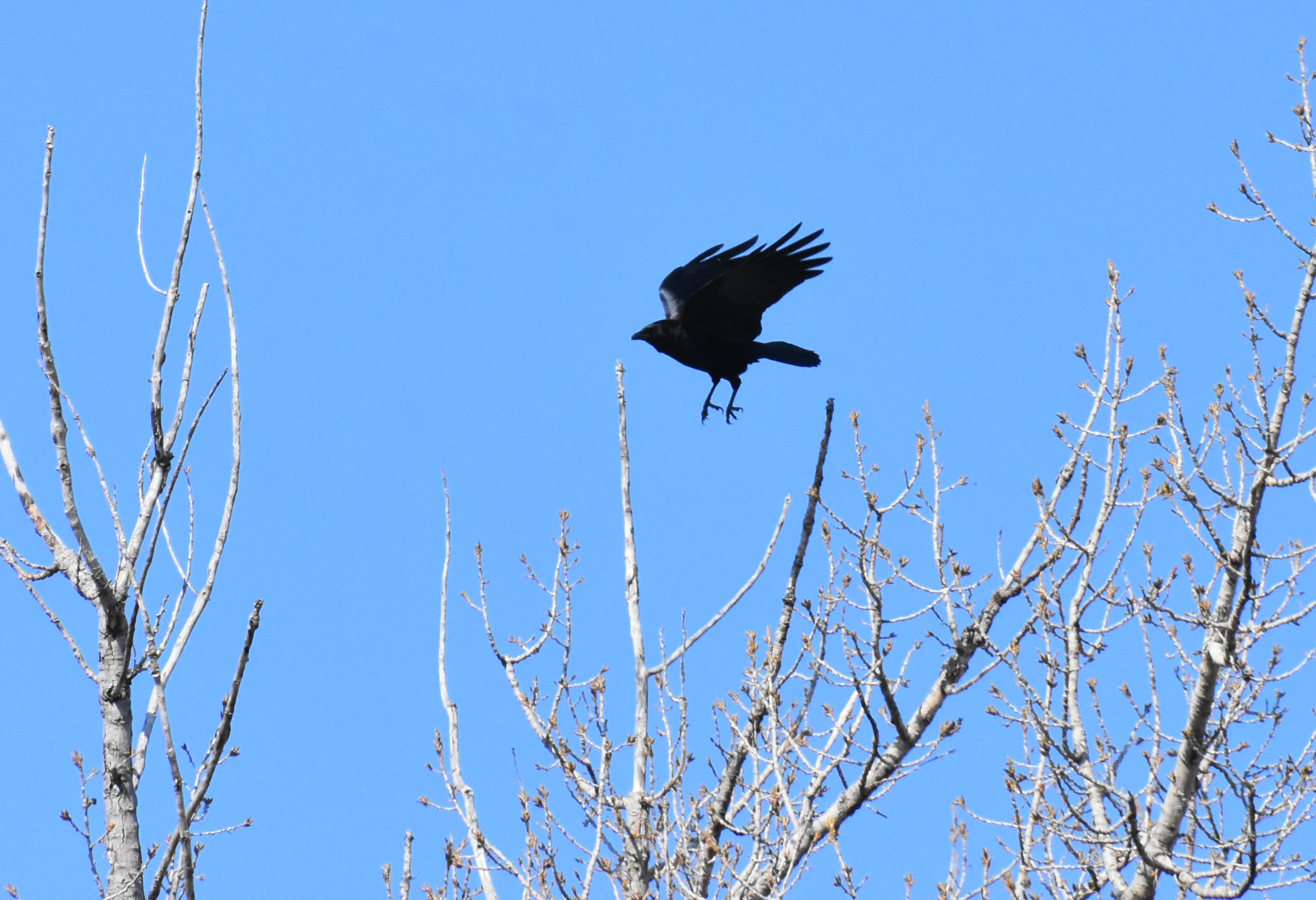 Crow lift off | ManitobaNaturePhotos