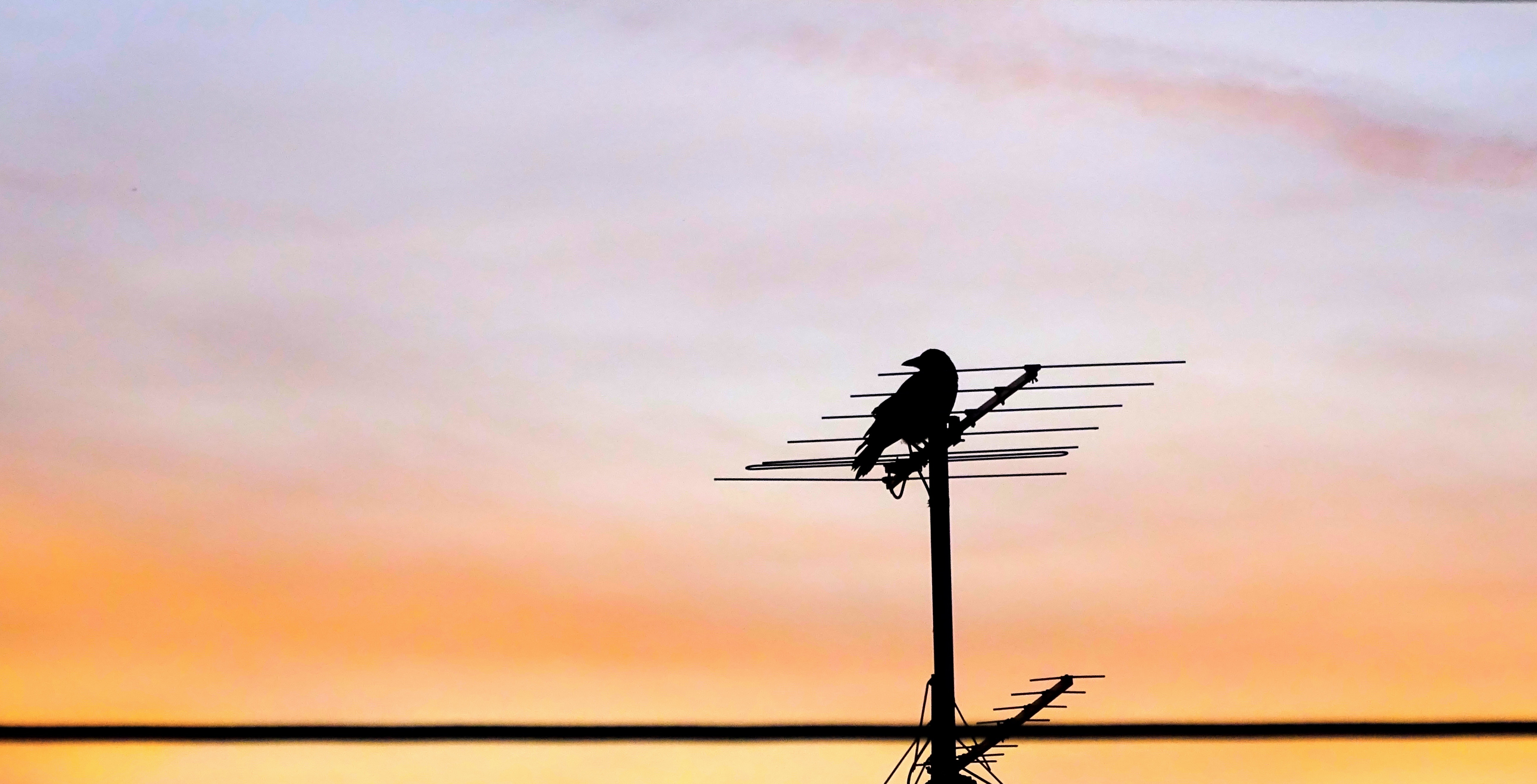 Crow on antenna during sunset photo