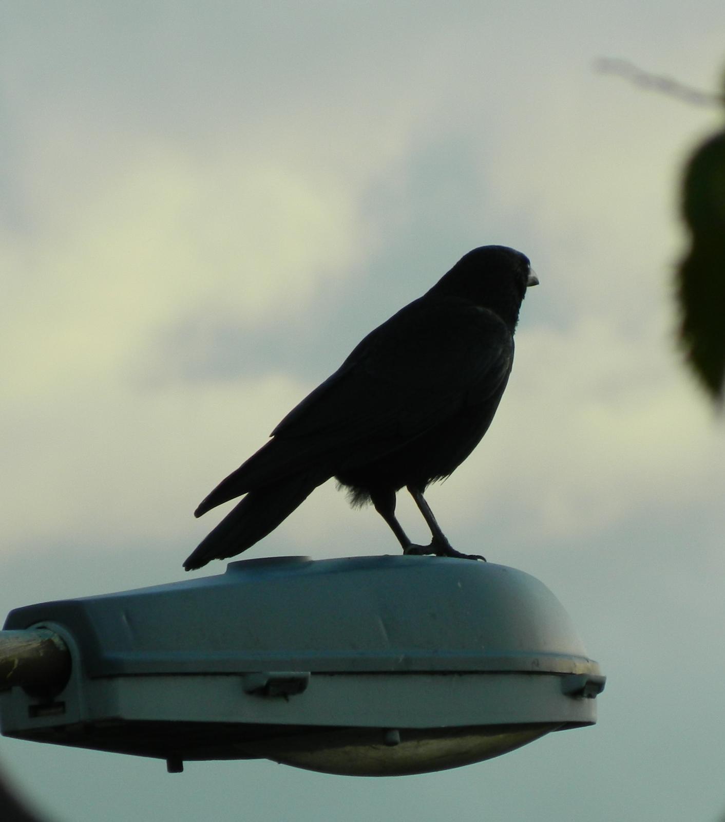 Carrion Crow (Corvus corone) Standing on a lamp post. | the Internet ...
