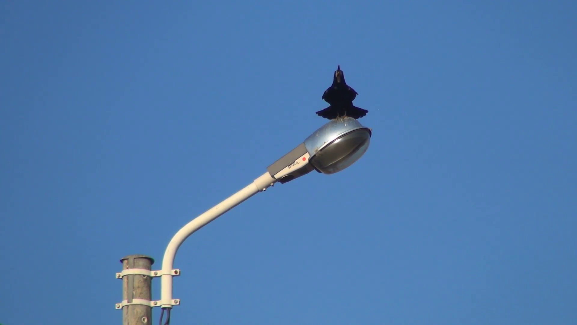 Crow Sitting on a Lighting Post, Crowing Raven , Black Bird Stock ...