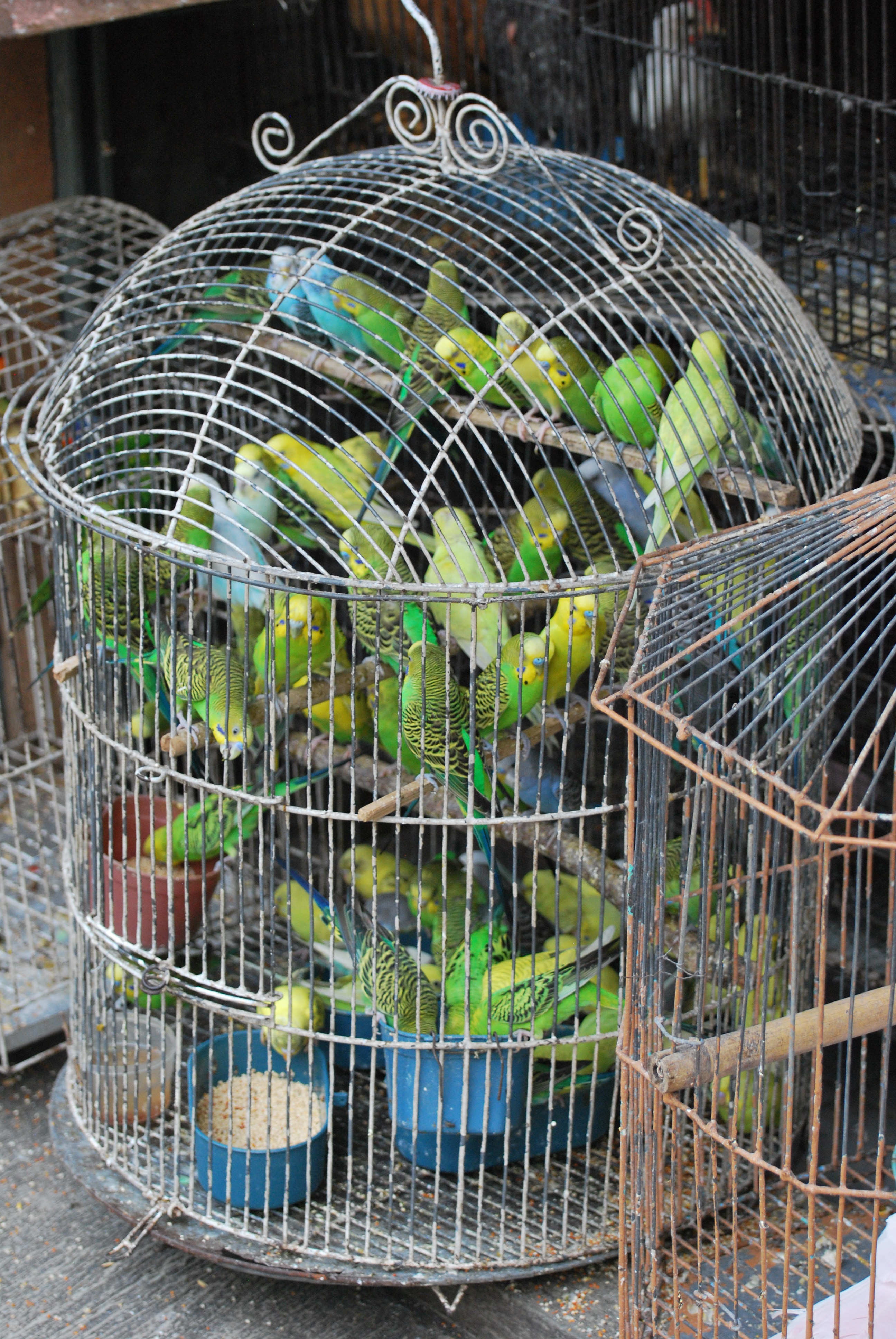 File:Wildlife trade - crowded birds.jpg - Wikimedia Commons